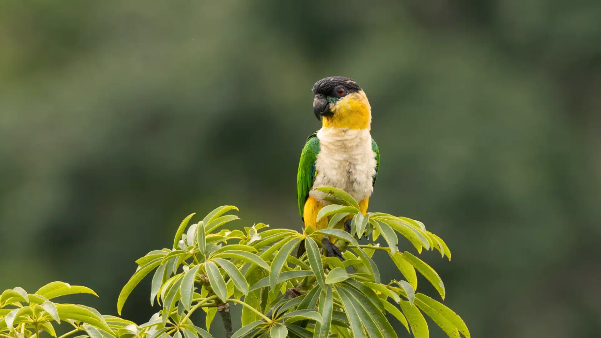 Black-headed caique parrot with green wings and yellow chest perched on leafy branch with blurred forest background