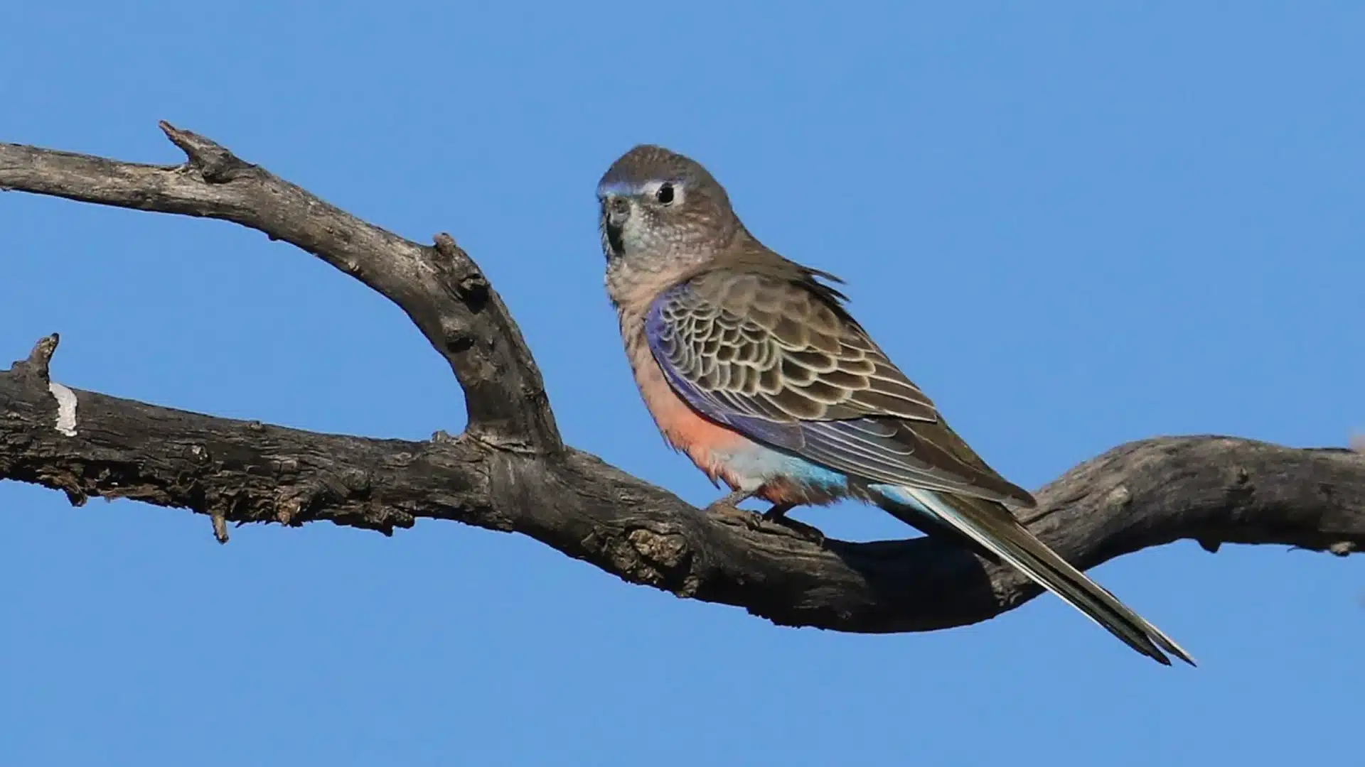 Bourkes parakeet with soft pink chest and brown wings perched calmly on a dry tree branch against blue sky