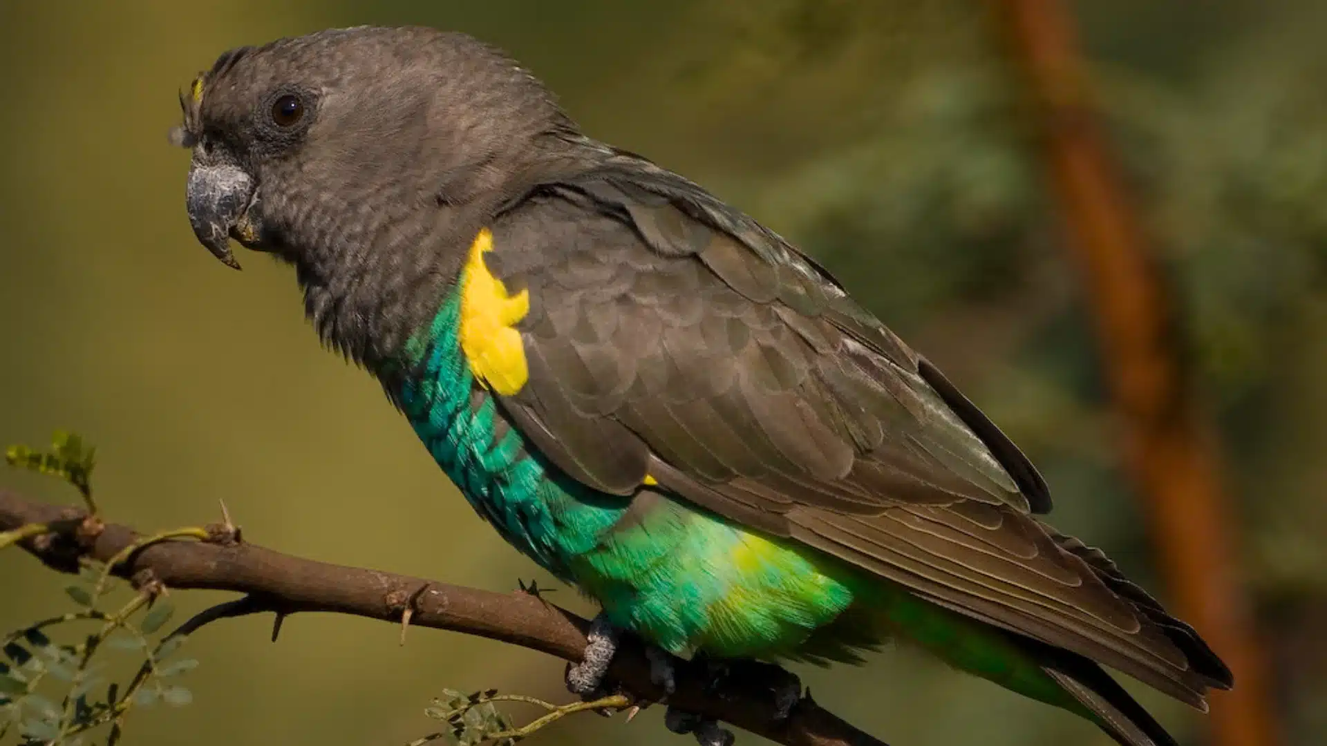 Meyers parrot with dark head and green body perched on branch with yellow patch on wing in natural habitat