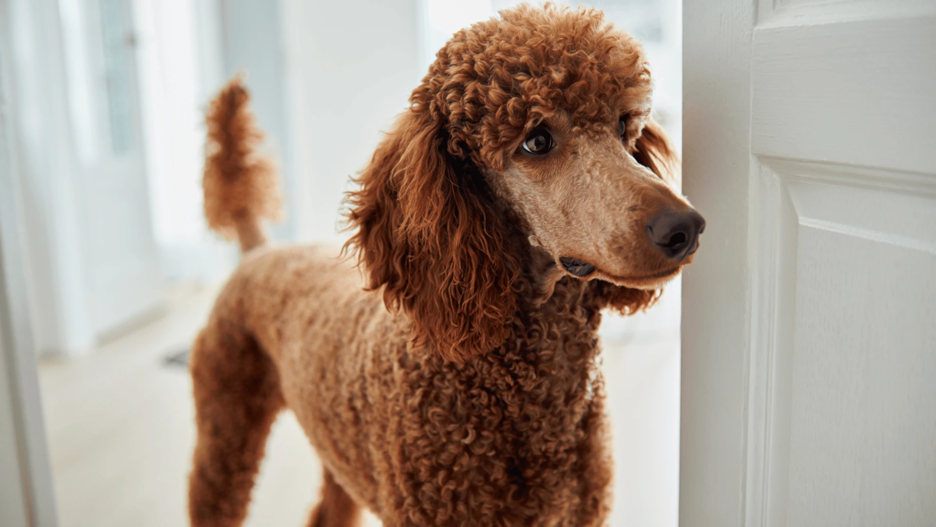 Close-up of a red poodle looking sideways indoors with curly coat and alert expression