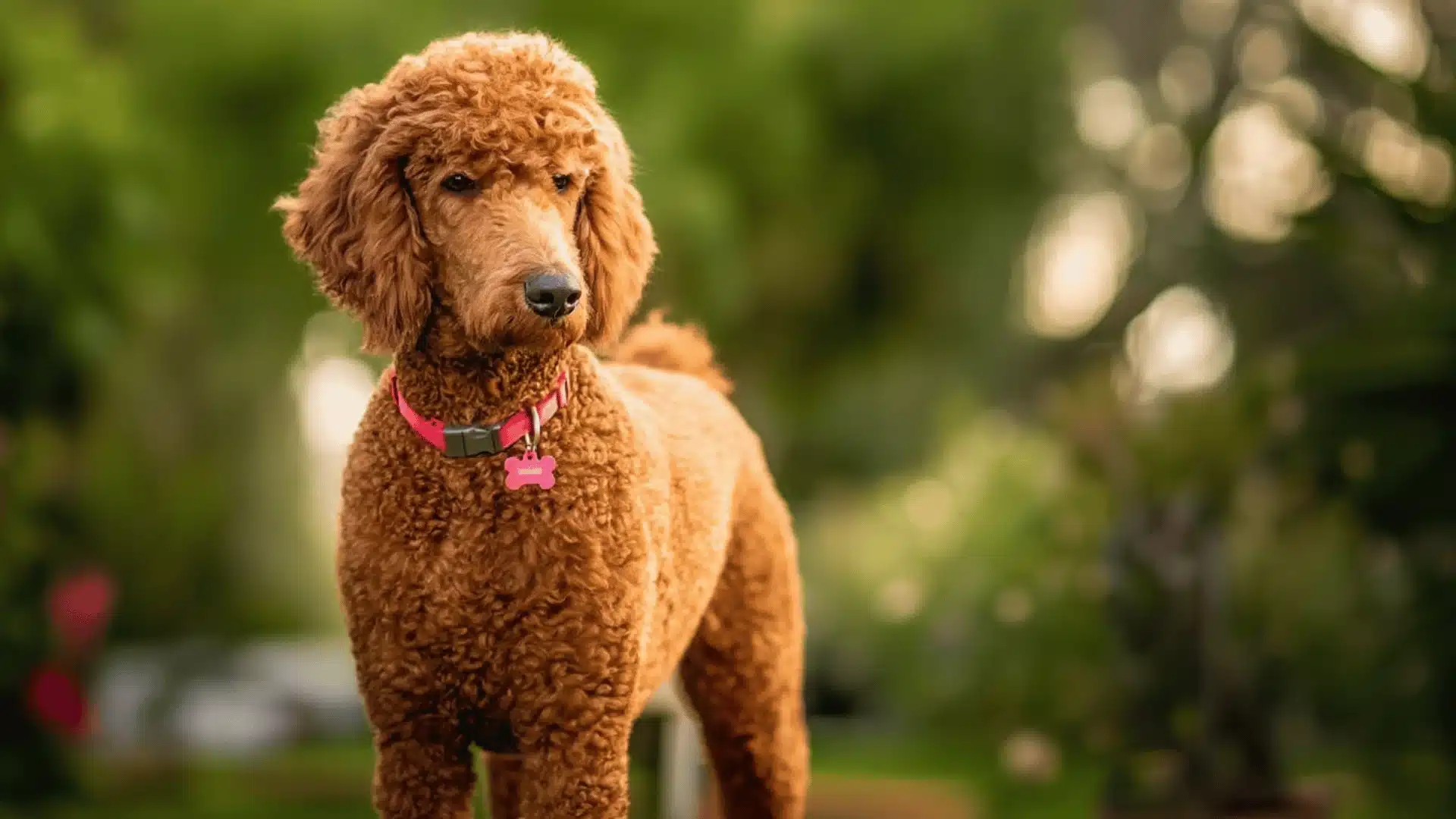 Red standard poodle wearing a collar standing outdoors with blurred greenery in the background
