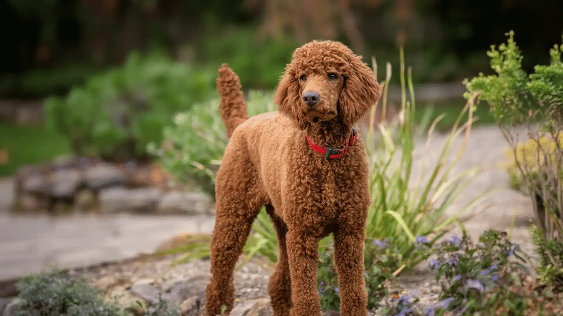 Red standard poodle standing outdoors on a garden path with green plants and soft background blur