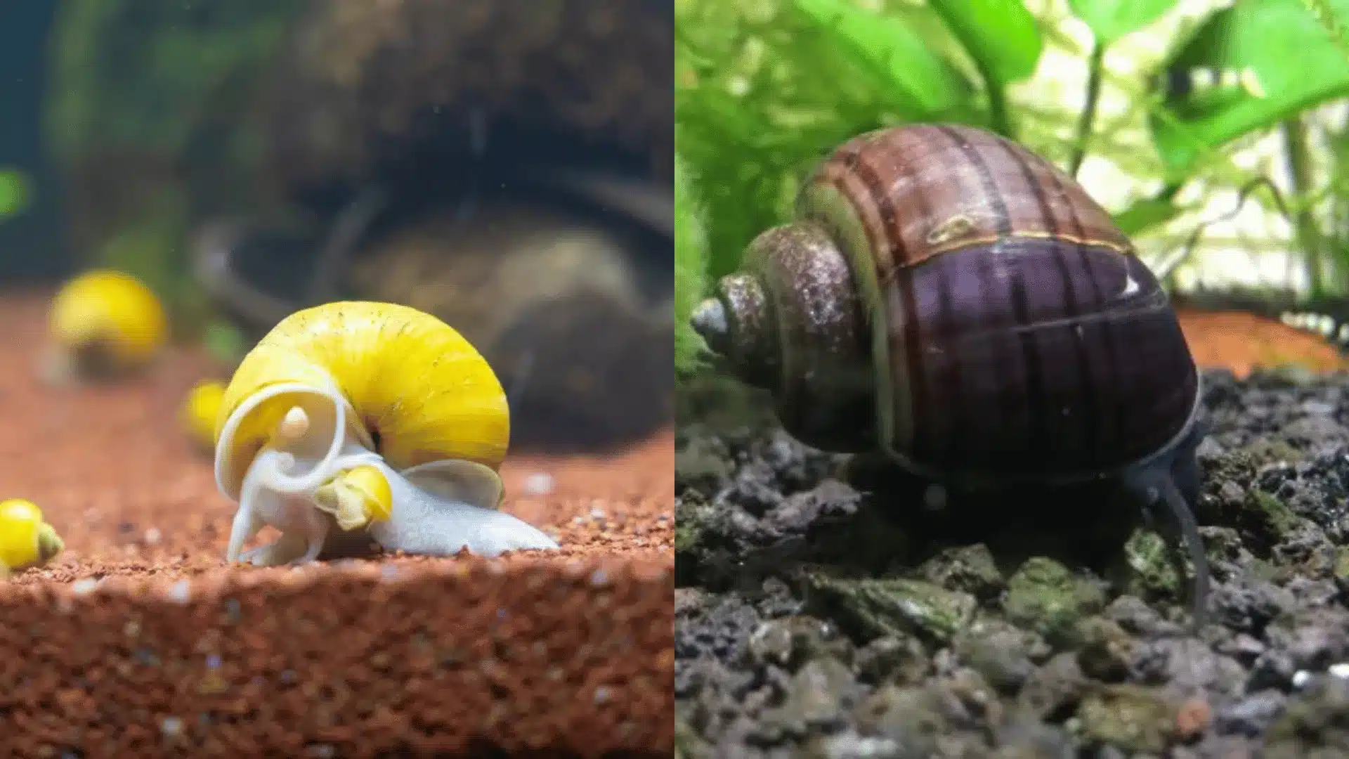 Two snails on aquarium substrate, bright yellow snail on left and brown striped snail on right close-up