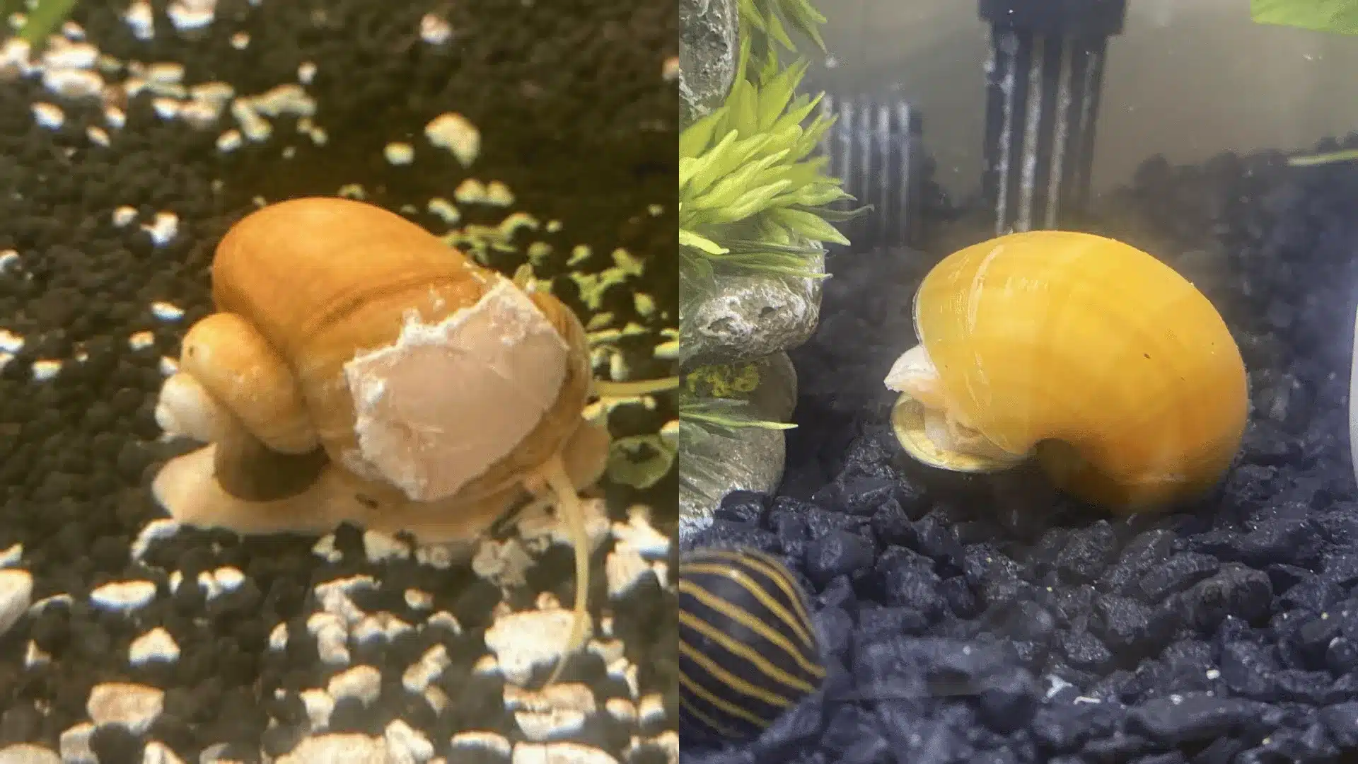 Aquarium snails with damaged shells on gravel, close-up of orange snail and yellow snail in tank