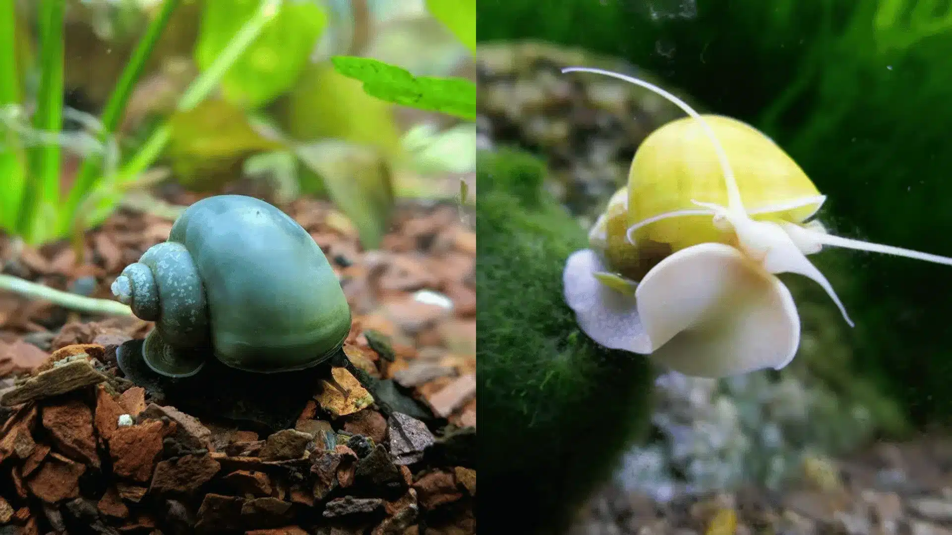 Two aquarium snails, blue shell on substrate and yellow snail on glass with plants in background