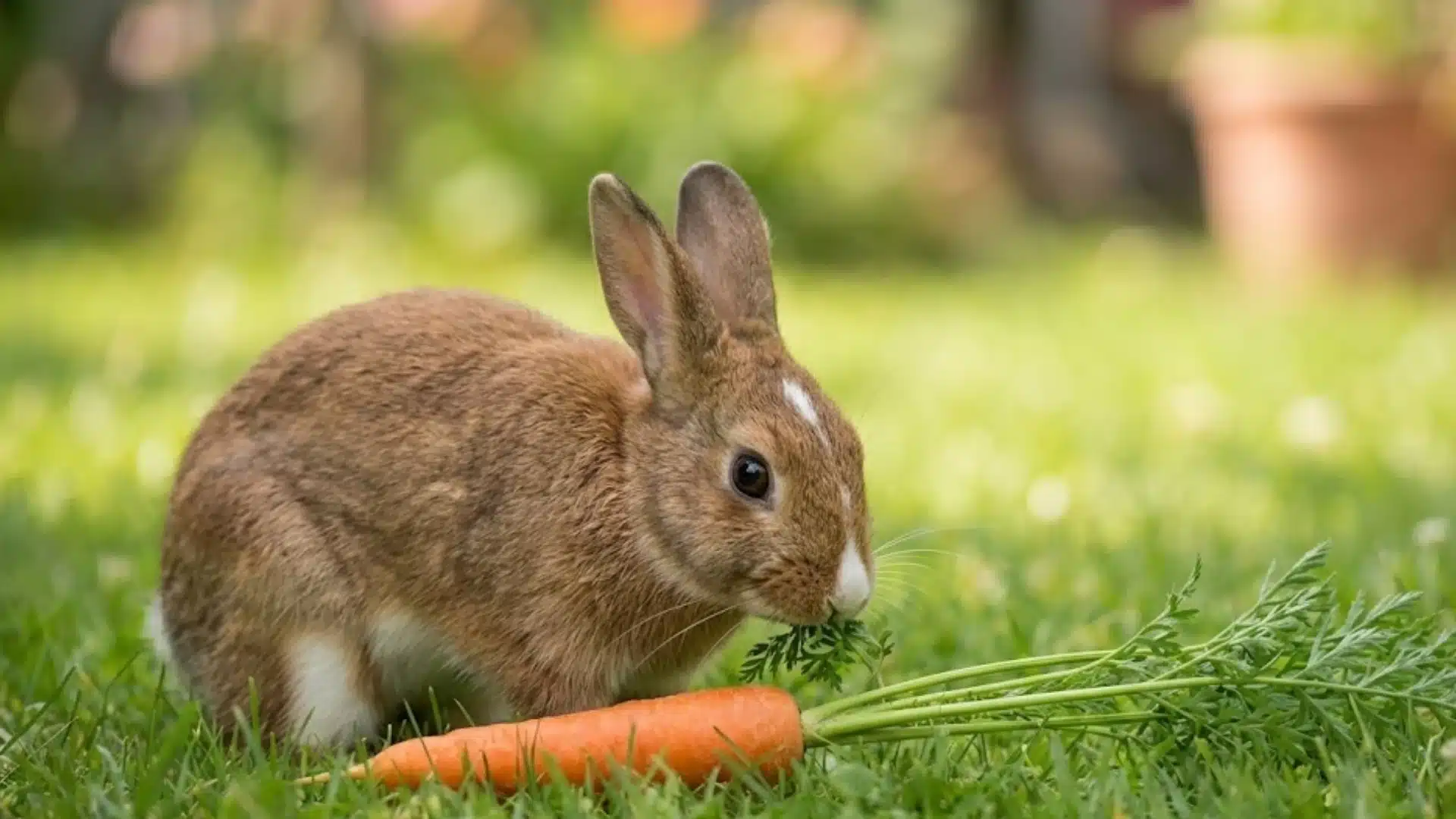 Brown rabbit sitting on grass next to a fresh carrot, showing common pet feeding habits and diet misconceptions