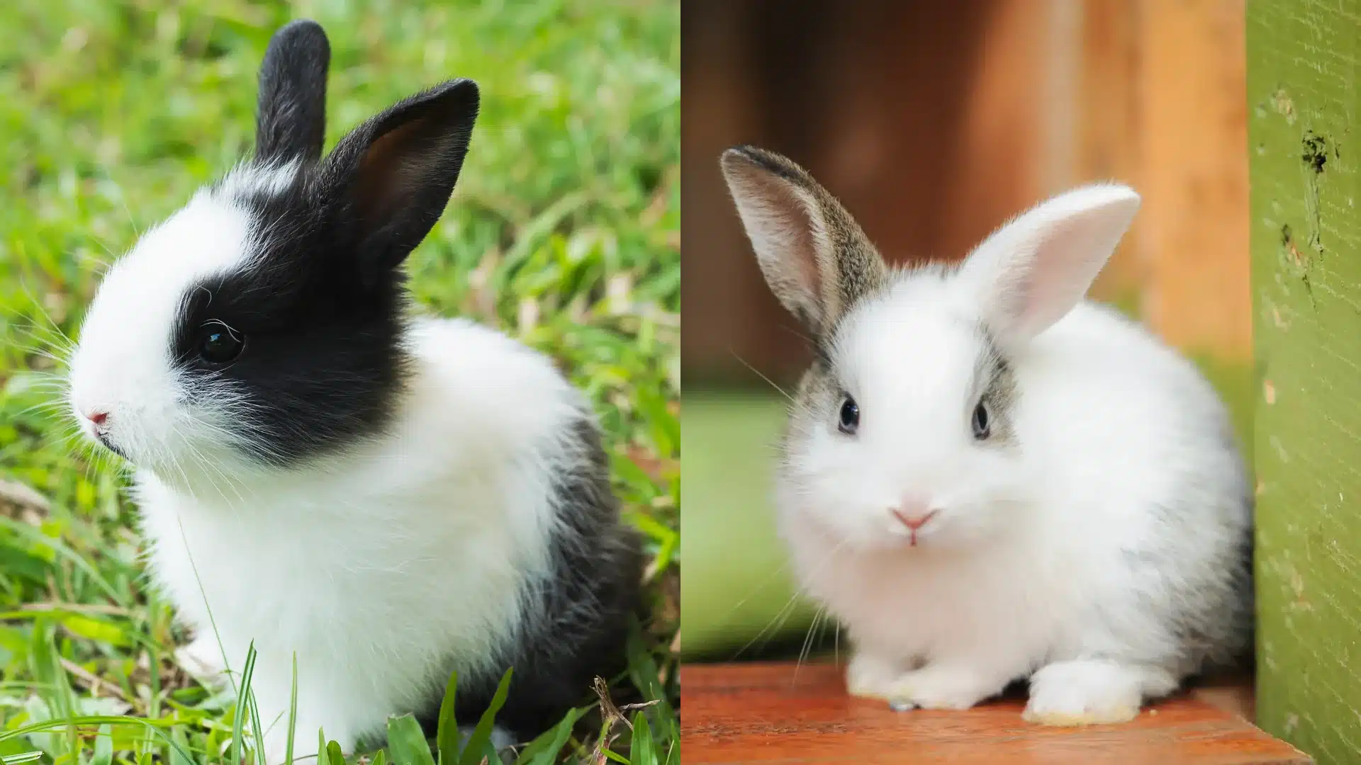 Side by side image of outdoor rabbit on grass and indoor rabbit sitting near a wooden surface inside a home