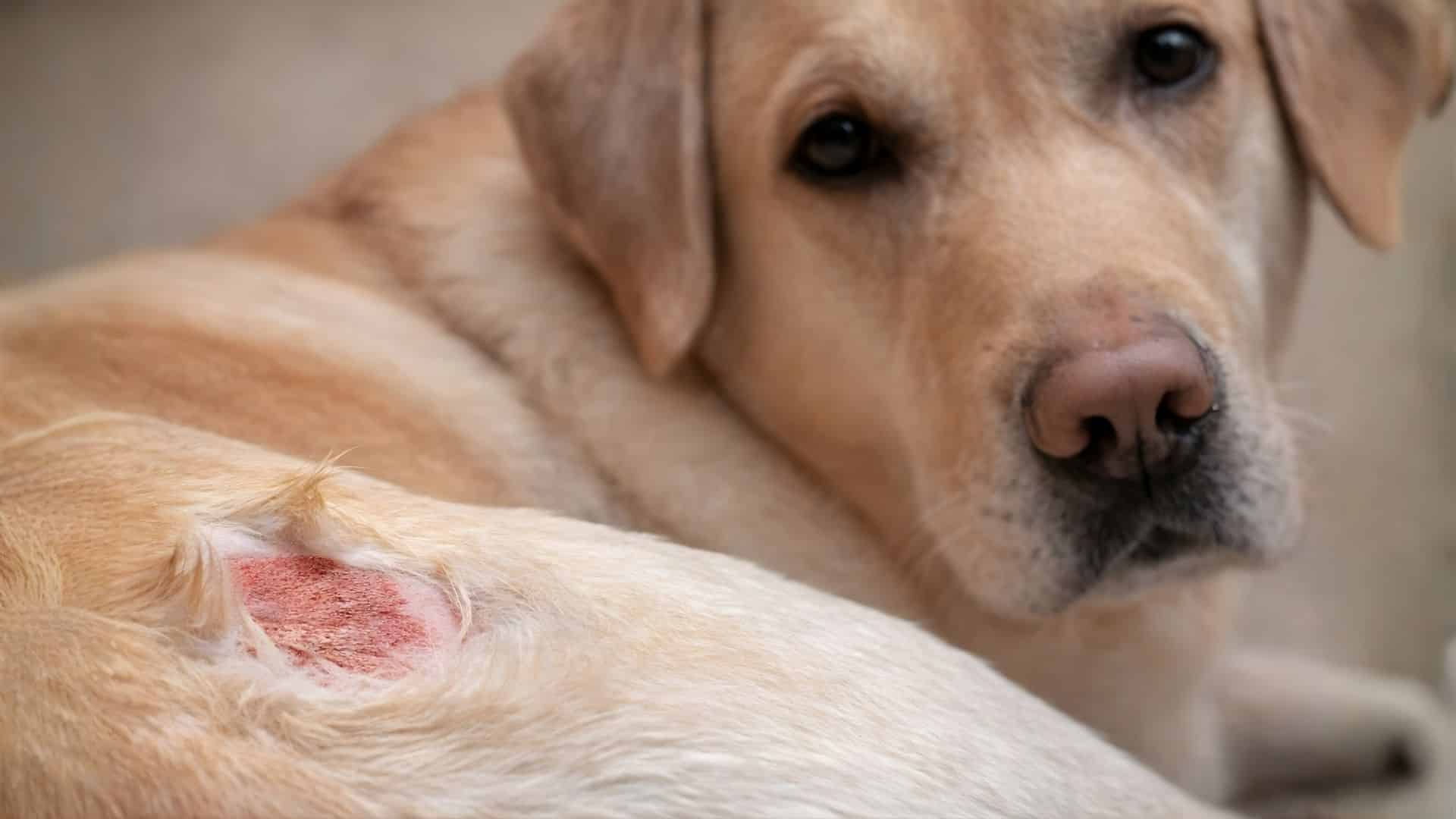 Inflamed hot spot on a dog’s shaved fur, showing raw skin and irritation