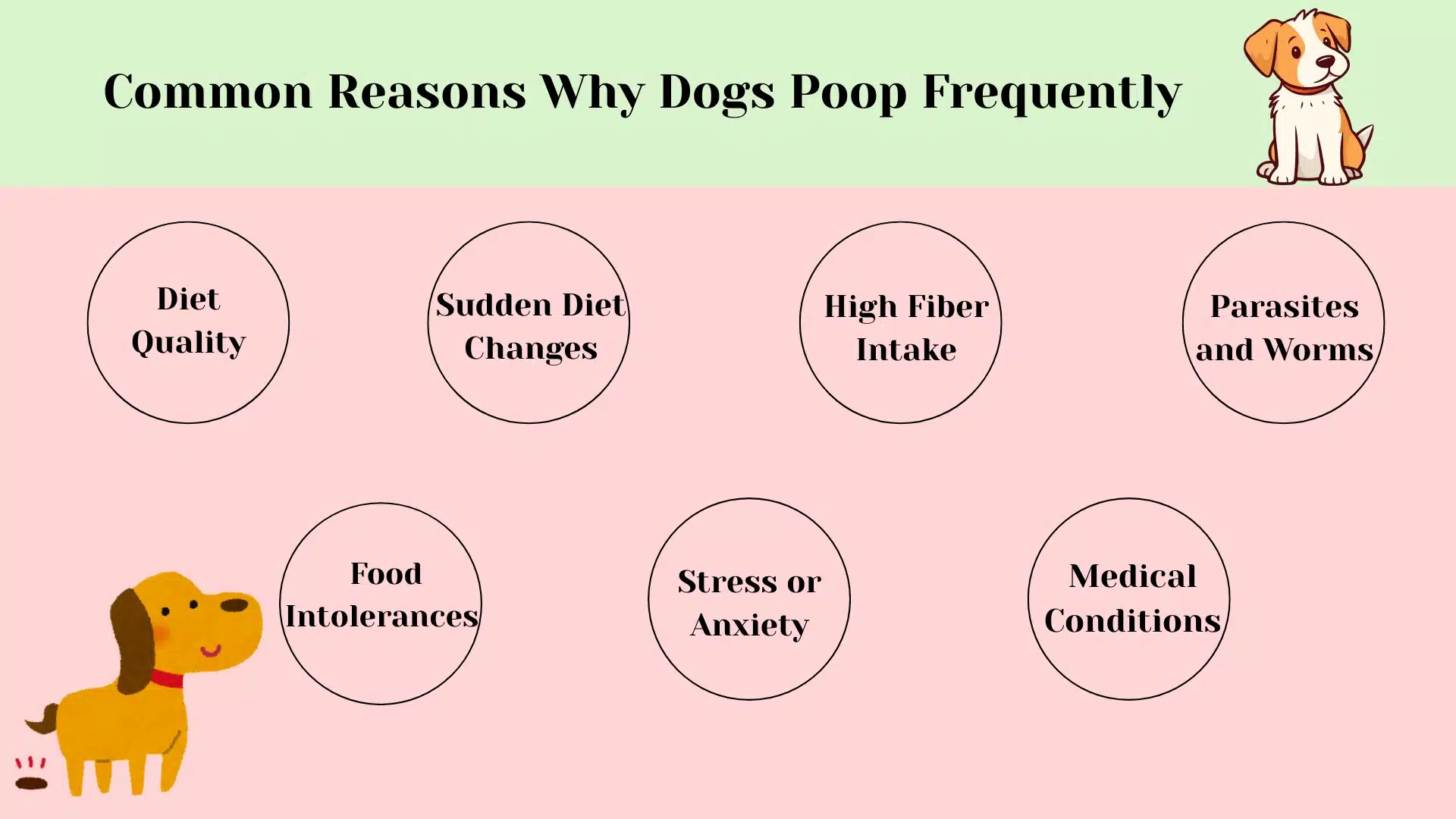 Infographic showing common reasons dogs poop frequently including diet, fiber, parasites, stress, and health issues