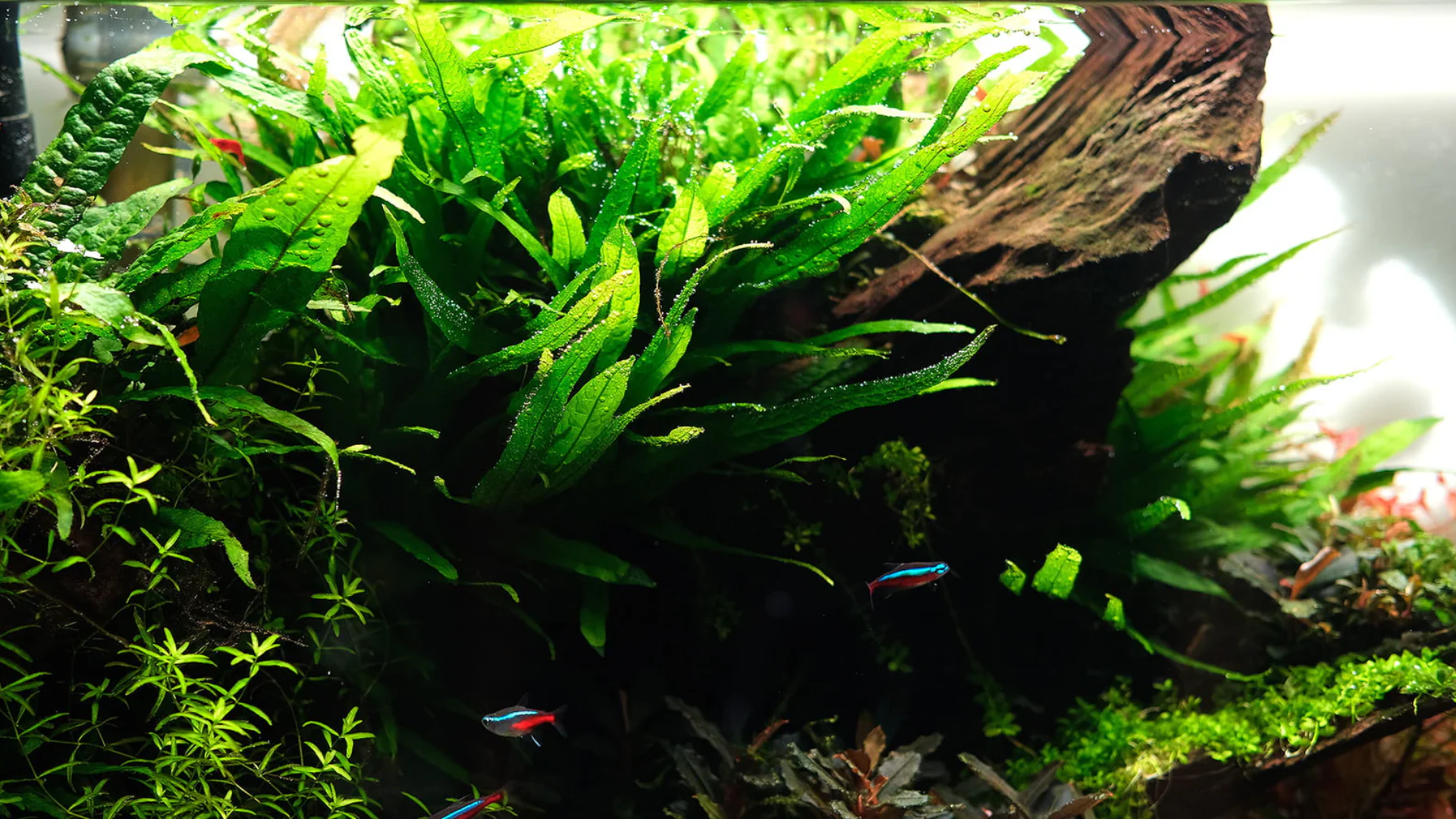 Java Fern (Microsorum Pteropus)