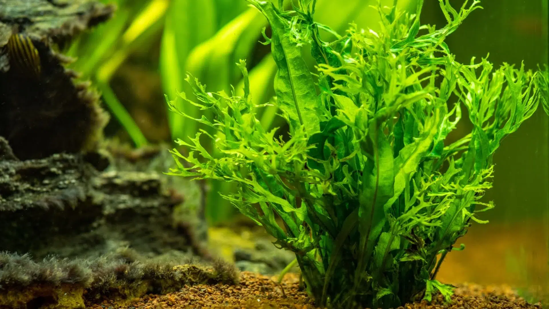Java Lace Fern