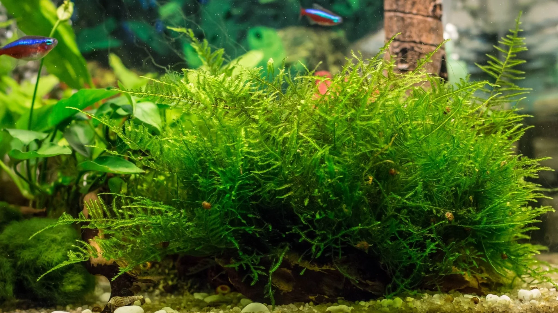 _Java Moss (Taxiphyllum Barbieri)