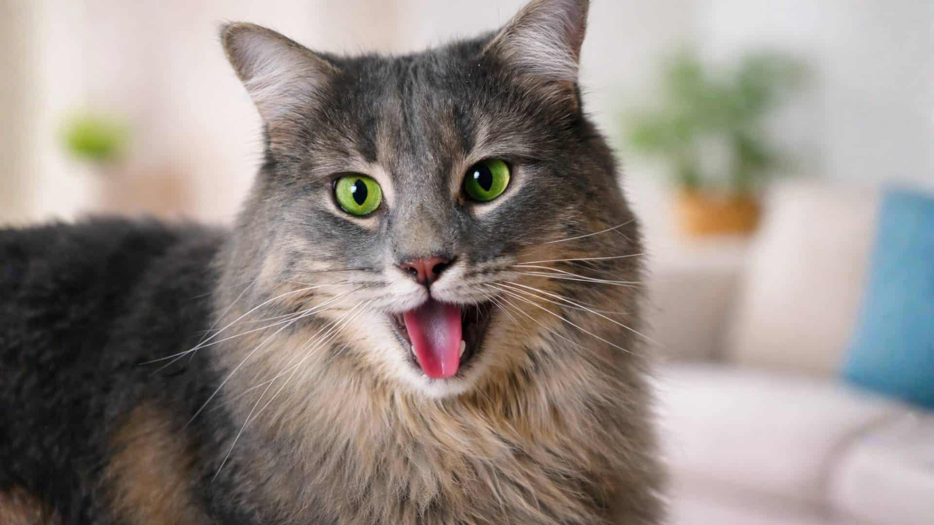 long-haired gray cat panting