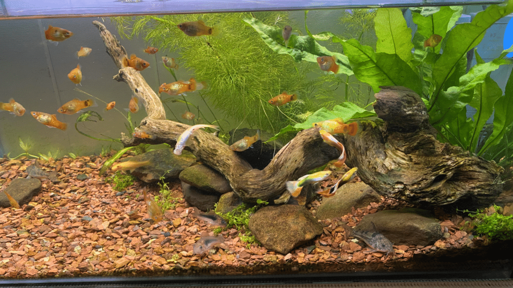 low light aquarium plants-featured image