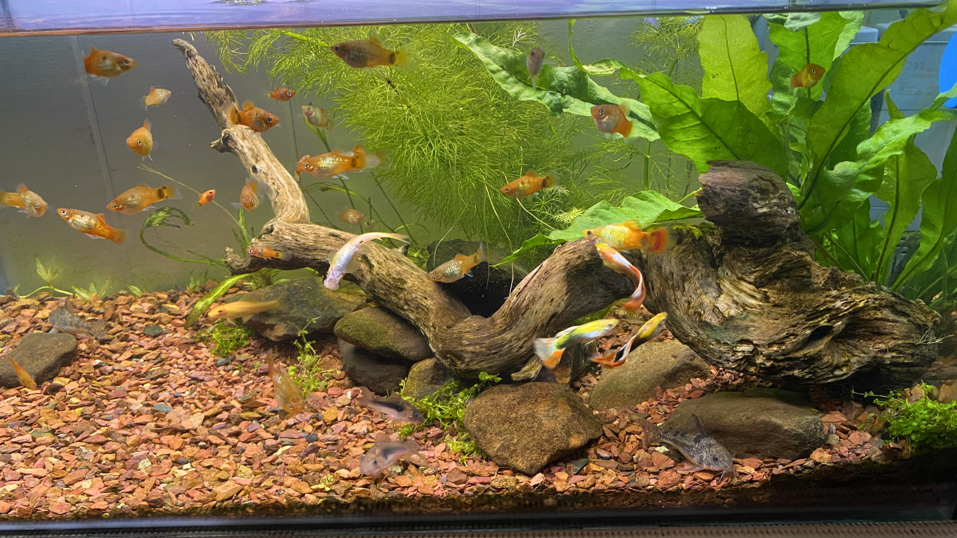 low light aquarium plants-featured image
