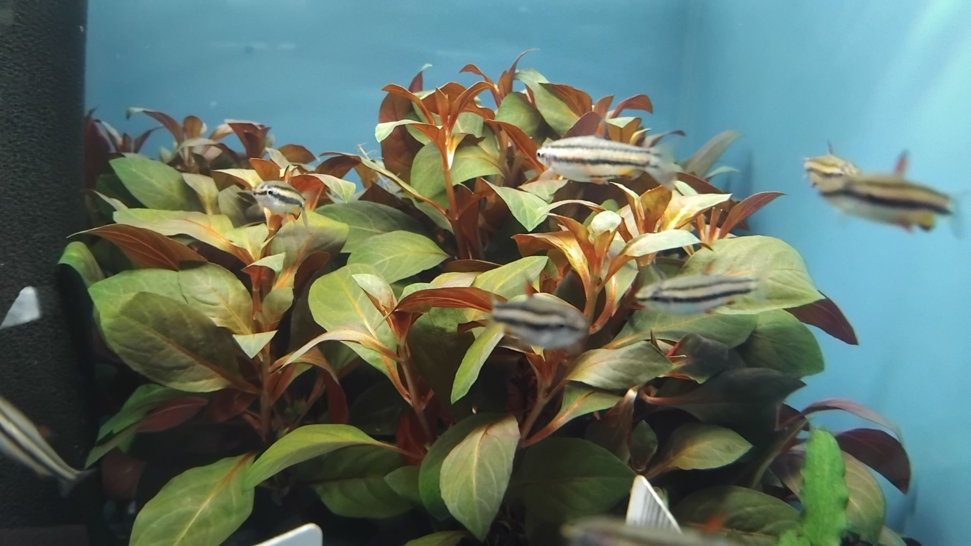 Ludwigia Repens