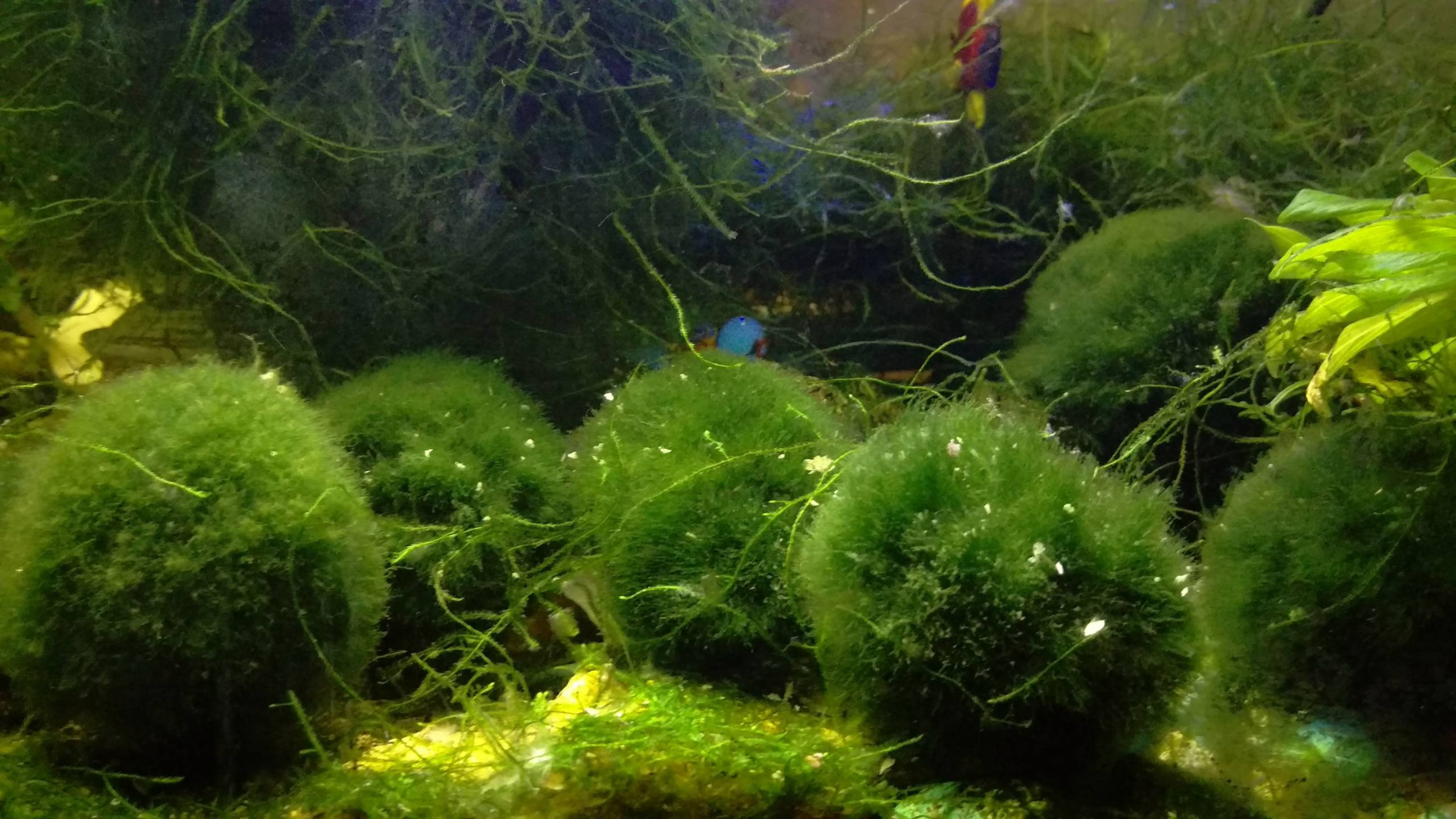 Marimo Moss Ball (Aegagropila Linnaei)