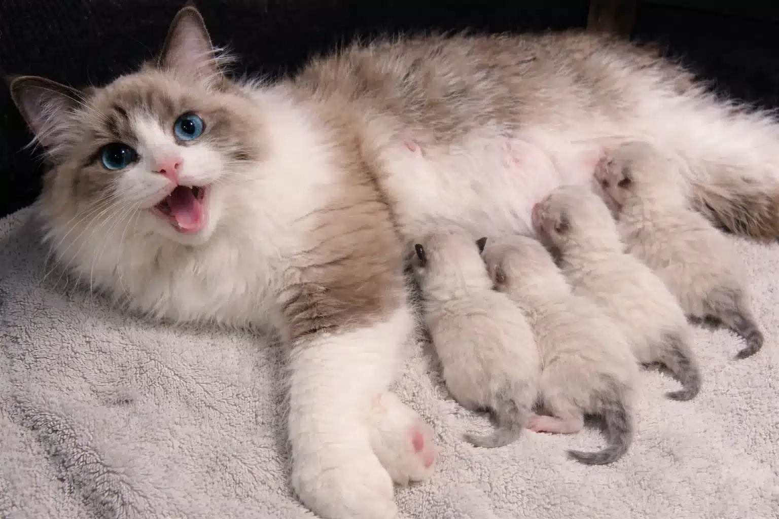 Mother cat panting while nursing newborn kittens, showing signs of labor and delivery on a soft towel