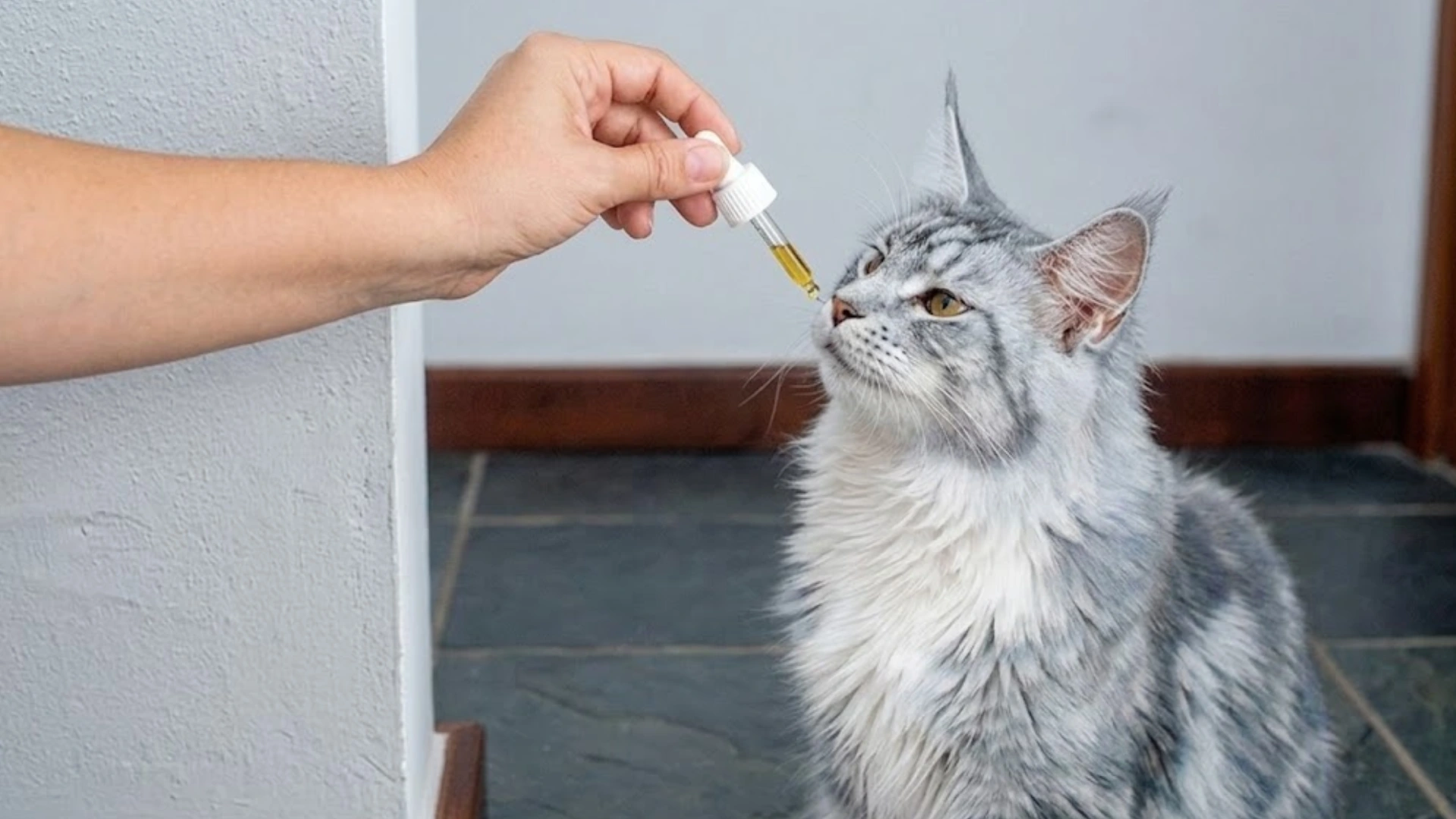 Owner giving liquid oil supplement to a gray cat using a dropper, showing careful feeding method and close interaction