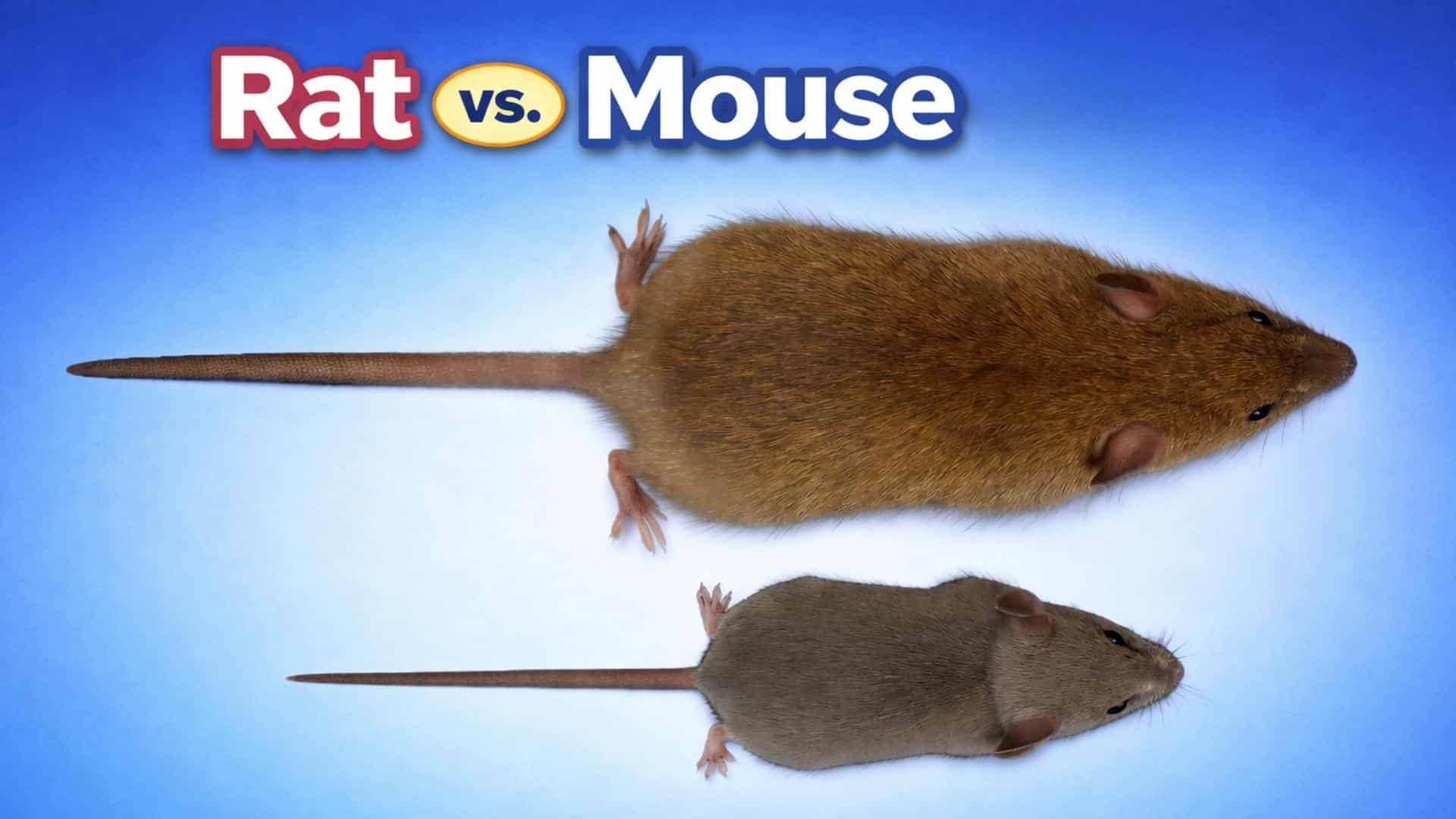 Rat-vs-Mouse-Tail