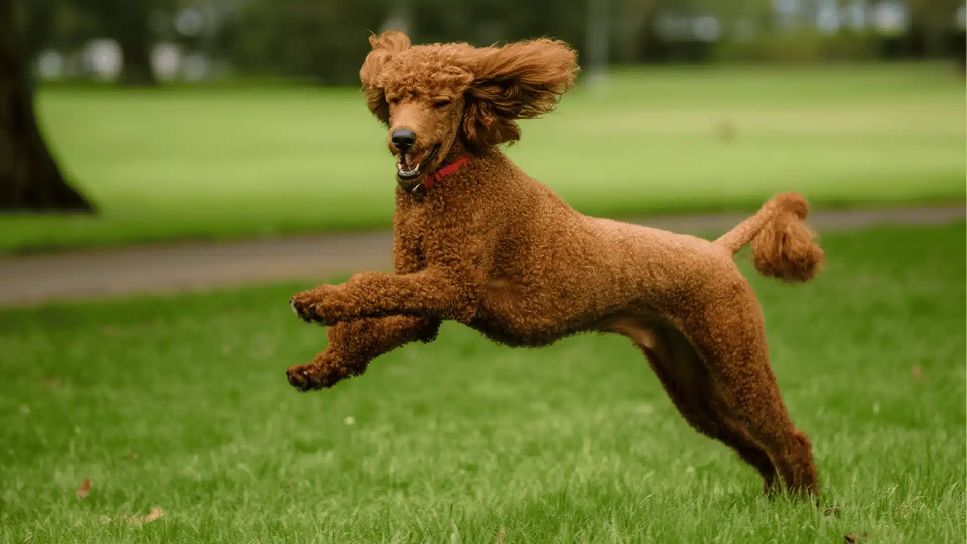 Red standard poodle mid-air jumping across grass in a park with ears flapping and energetic posture