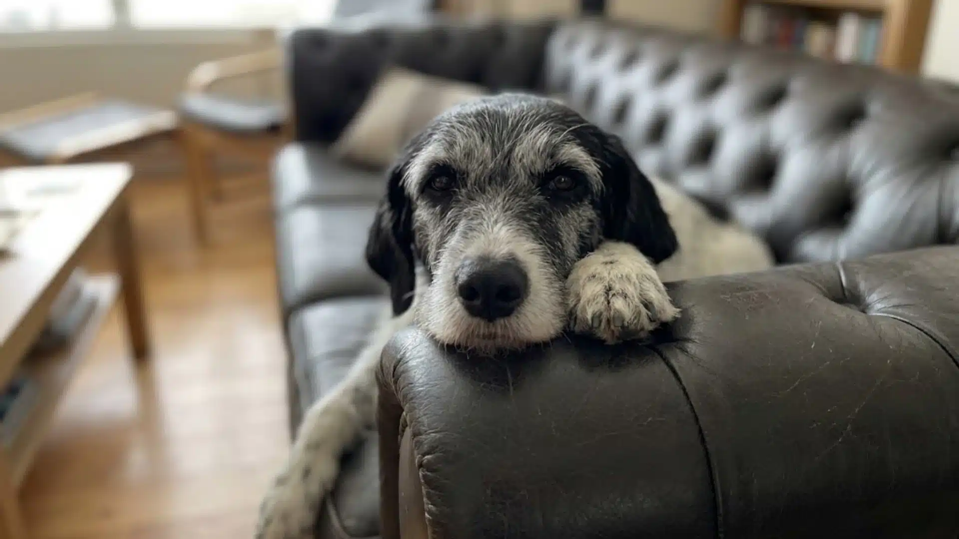 Senior dog resting head on a leather couch, showing calm expression in a cozy indoor living room setting