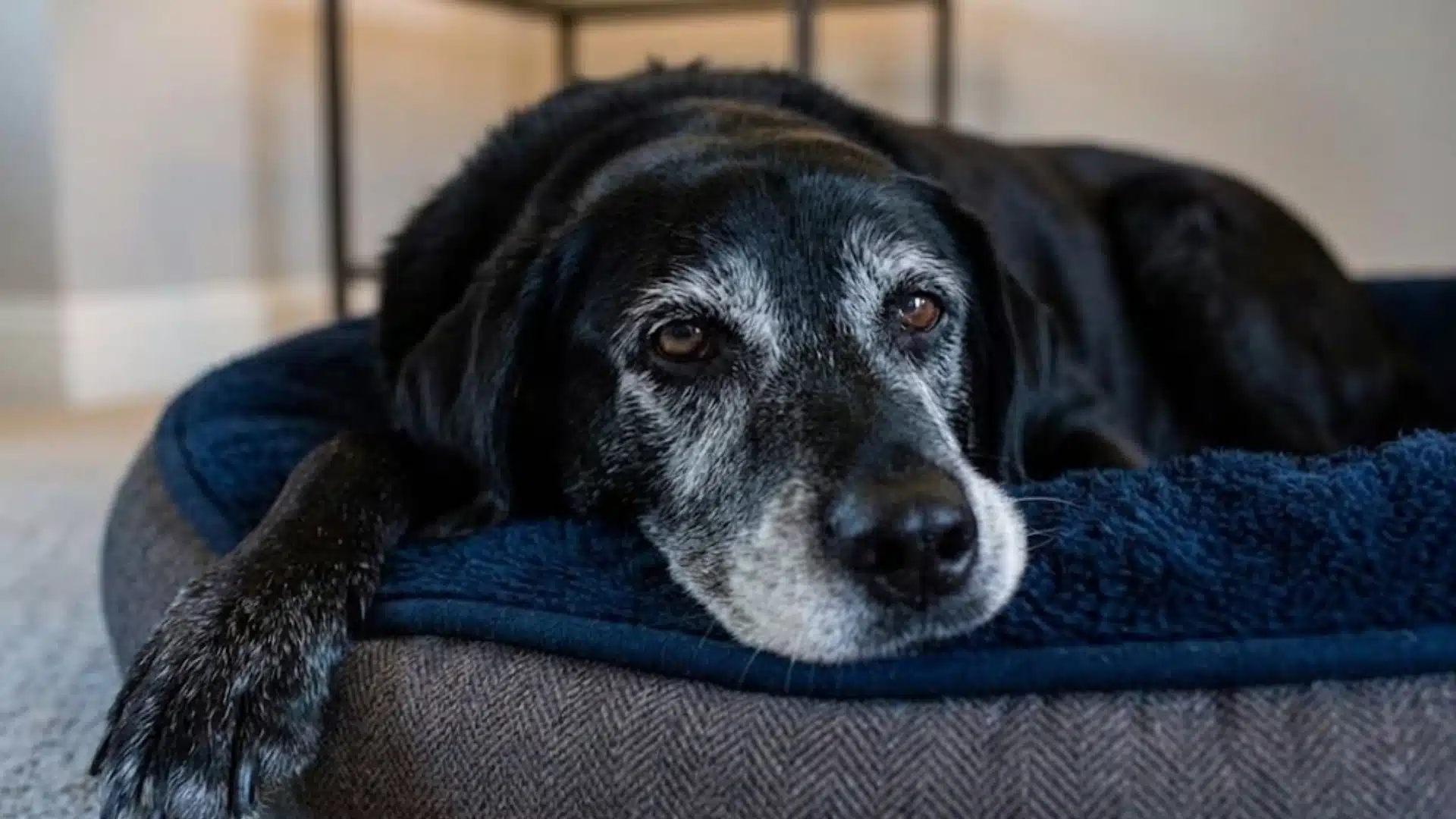 Senior dog resting on a soft bed indoors, with gray muzzle and calm eyes in a quiet home setting
