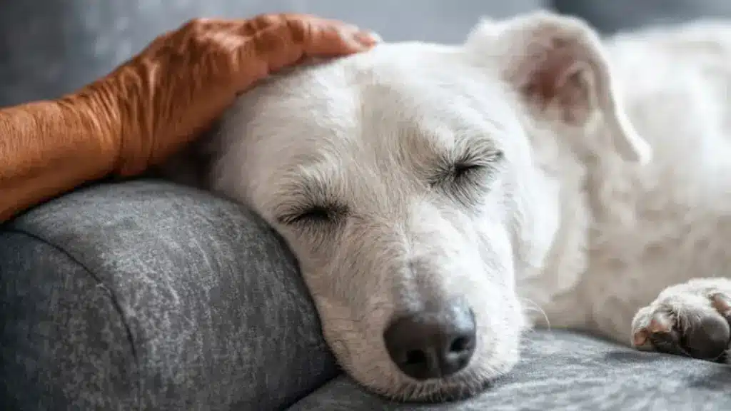 Senior dog resting peacefully on a couch while being gently petted, showing comfort and calm in a quiet home setting
