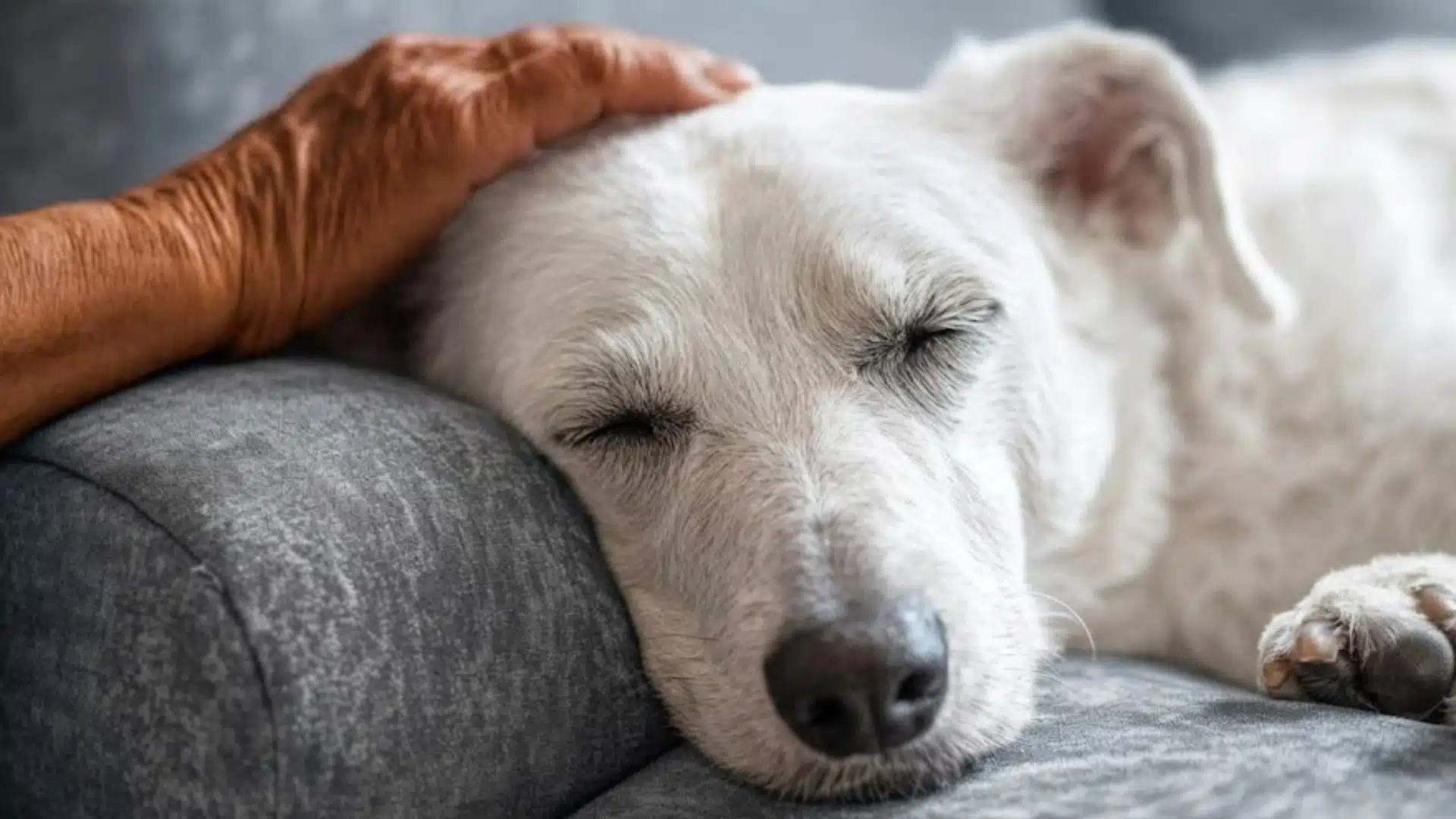 Senior dog resting peacefully on a couch while being gently petted, showing comfort and calm in a quiet home setting