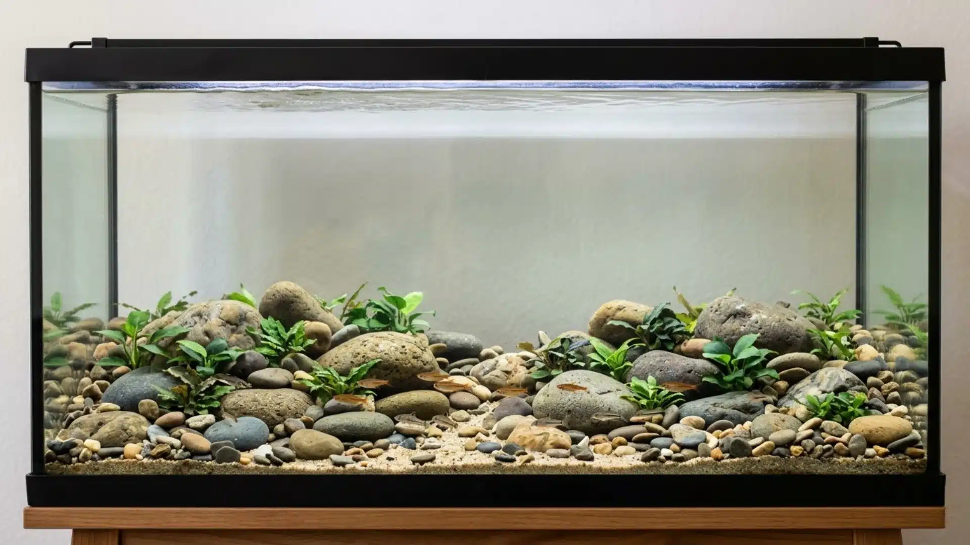 Shallow pebble river bed aquarium with mixed stones, sandy substrate, green plants, and small fish