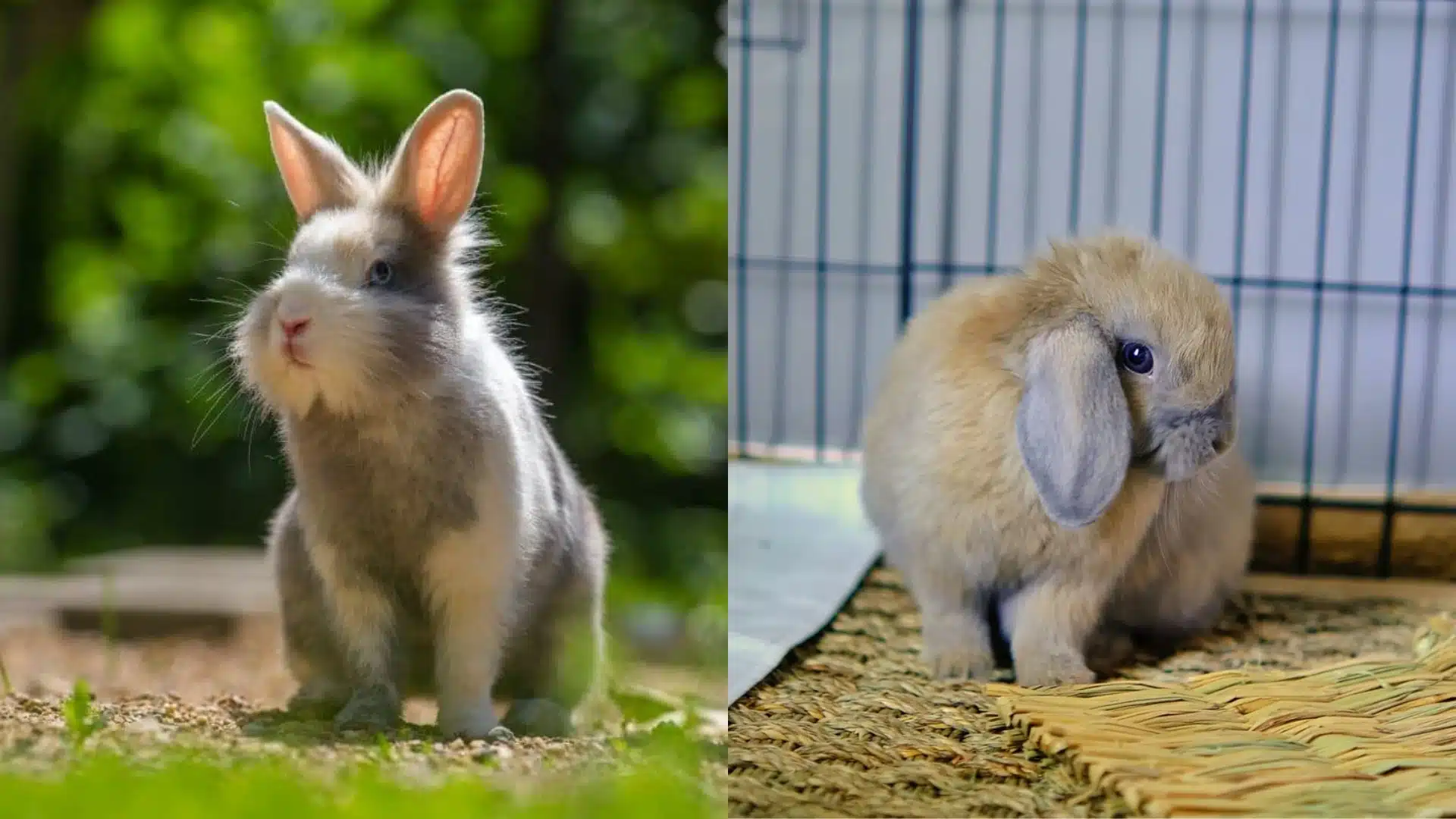 Side by side view of outdoor rabbit on grass and indoor rabbit sitting inside a cage on a soft mat