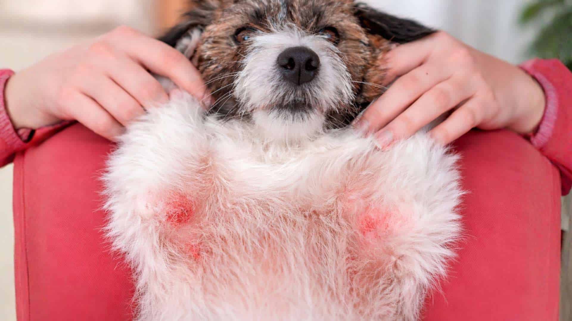 small dog belly irritation skin