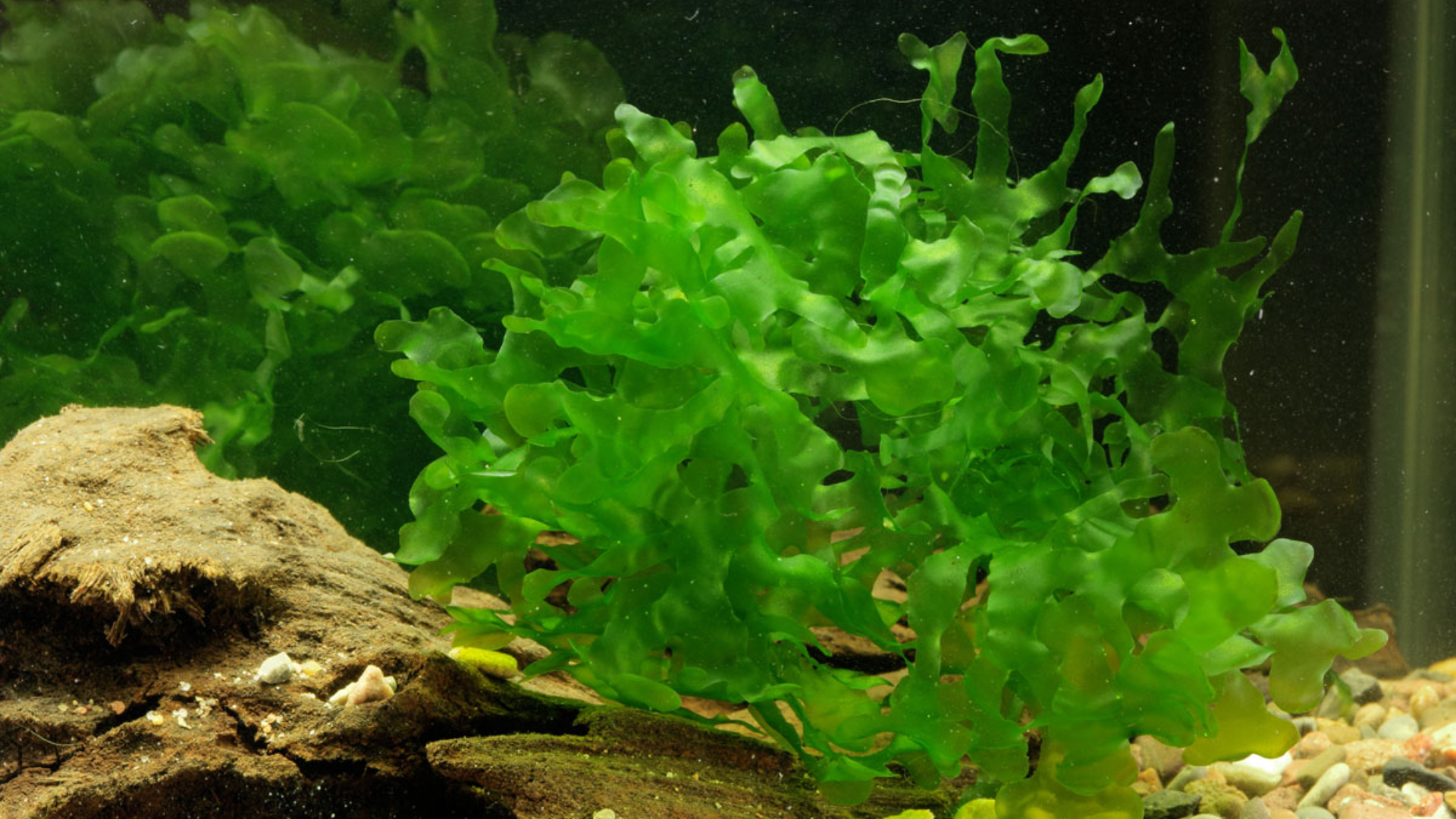 Subwassertang (Lomariopsis Lineata)