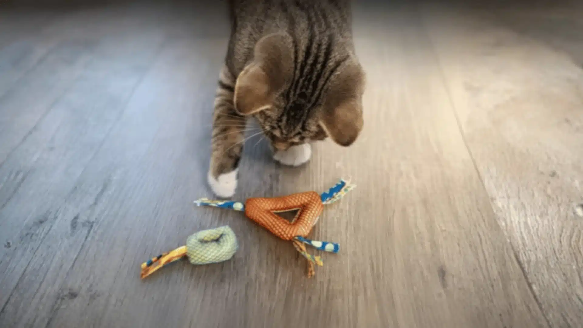 Tabby cat chewing a colorful rope toy with a blue ring on a carpet indoors