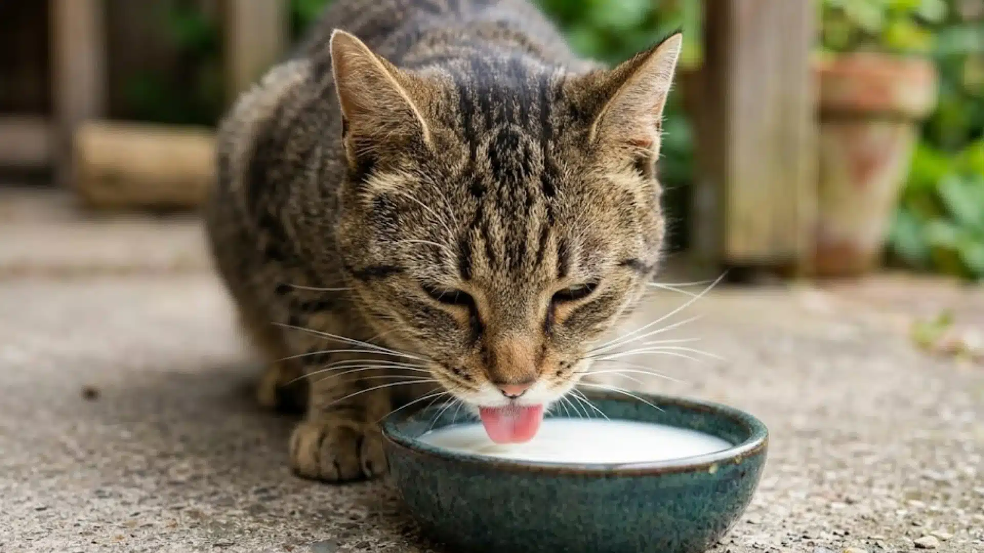 Tabby cat drinking milk from a small bowl outdoors on a concrete surface with blurred garden background
