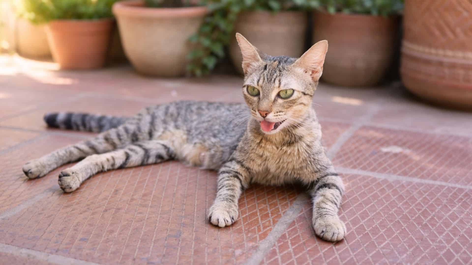 tabby cat lying with mouth open