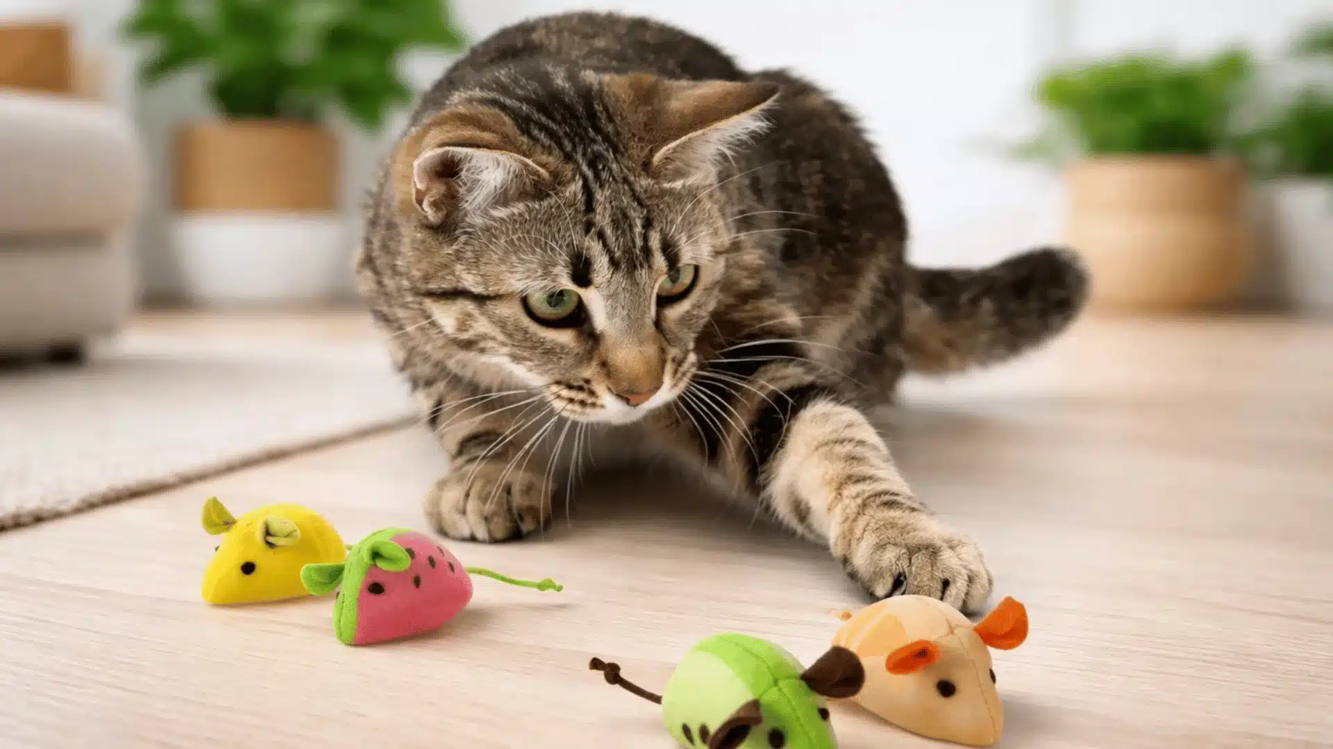 Tabby cat reaching for colorful plush mouse toys on floor in a bright indoor setting