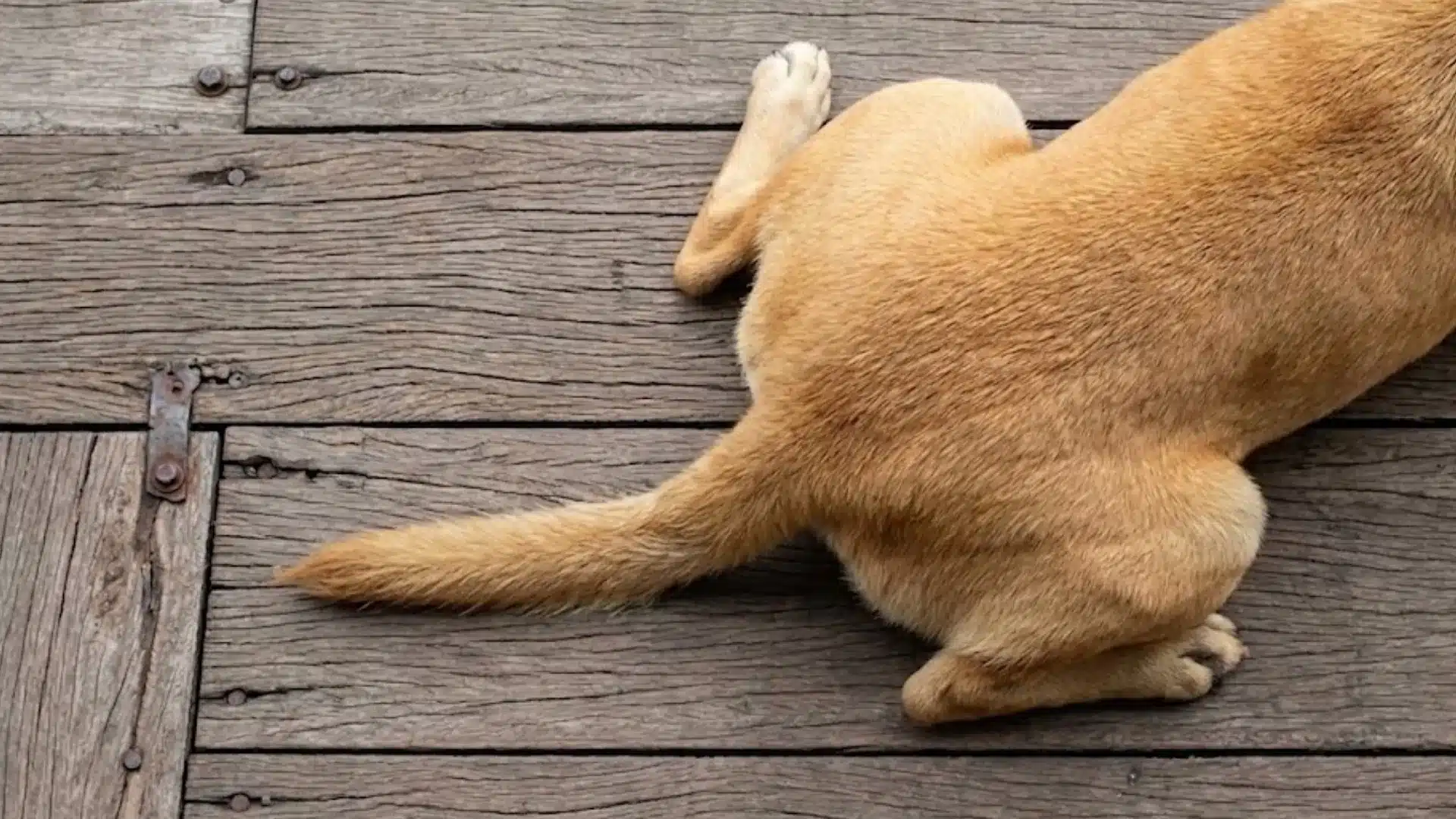 Top view of a dog sitting on wooden flooring with its tail extended, showing natural tail position and structure