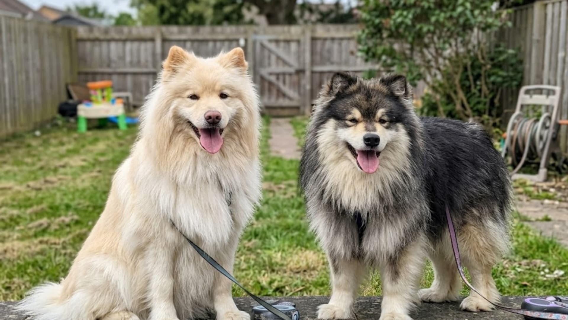 Two  Finnish Lapphund stands in a green lawn with its tail curled over its back