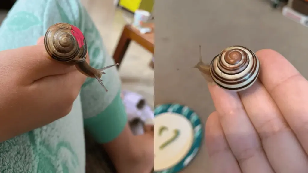 Two small snails on hands, one with a painted shell and one with natural striped shell close-up