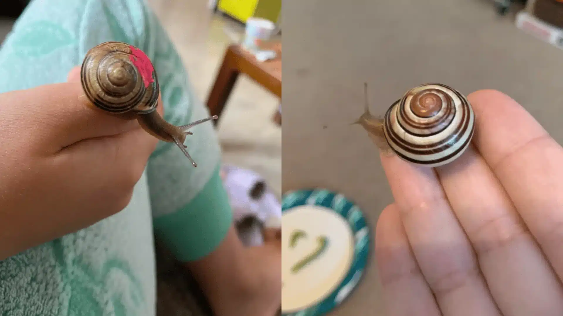 Two small snails on hands, one with a painted shell and one with natural striped shell close-up