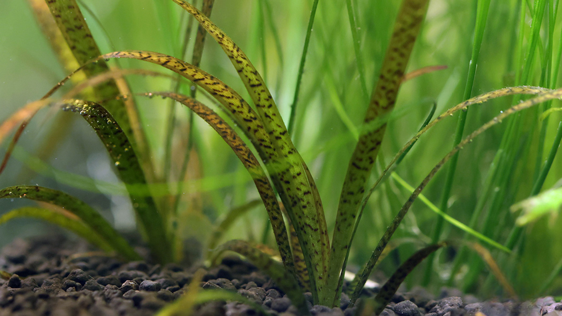 Vallisneria Spiralis