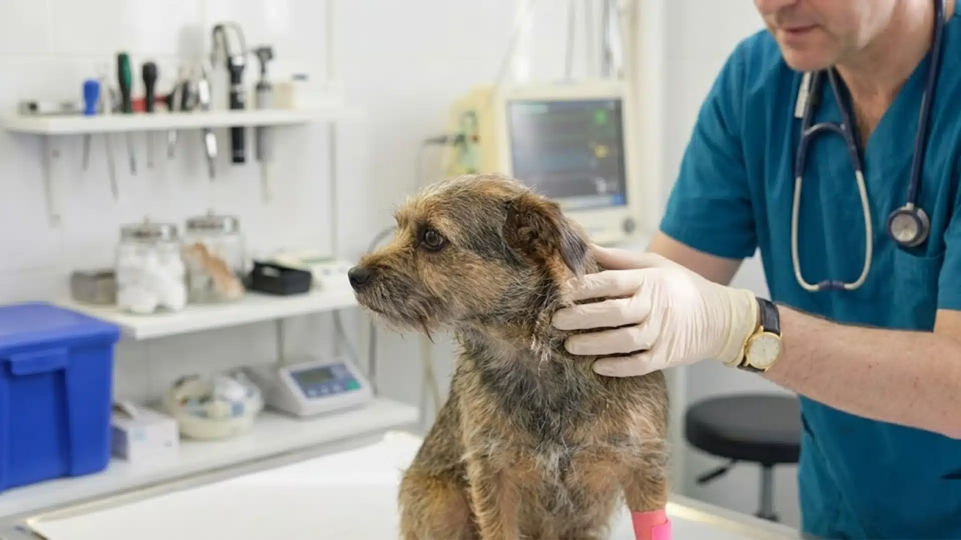 Veterinarian examining a dog’s neck for lymph nodes in a clinic using gloves and medical equipment nearby