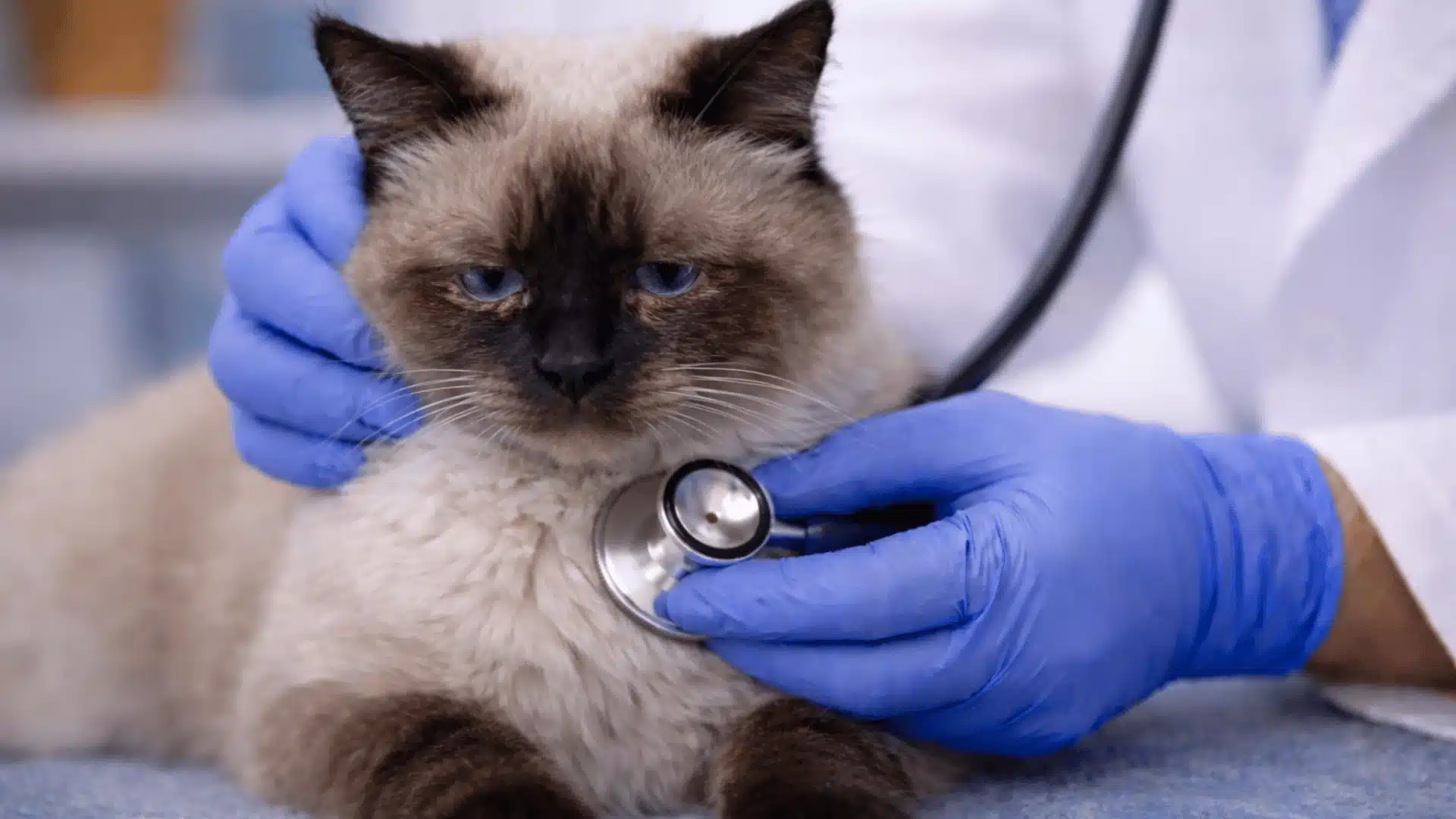 Veterinarian examining sick cat with stethoscope, checking breathing and health condition.