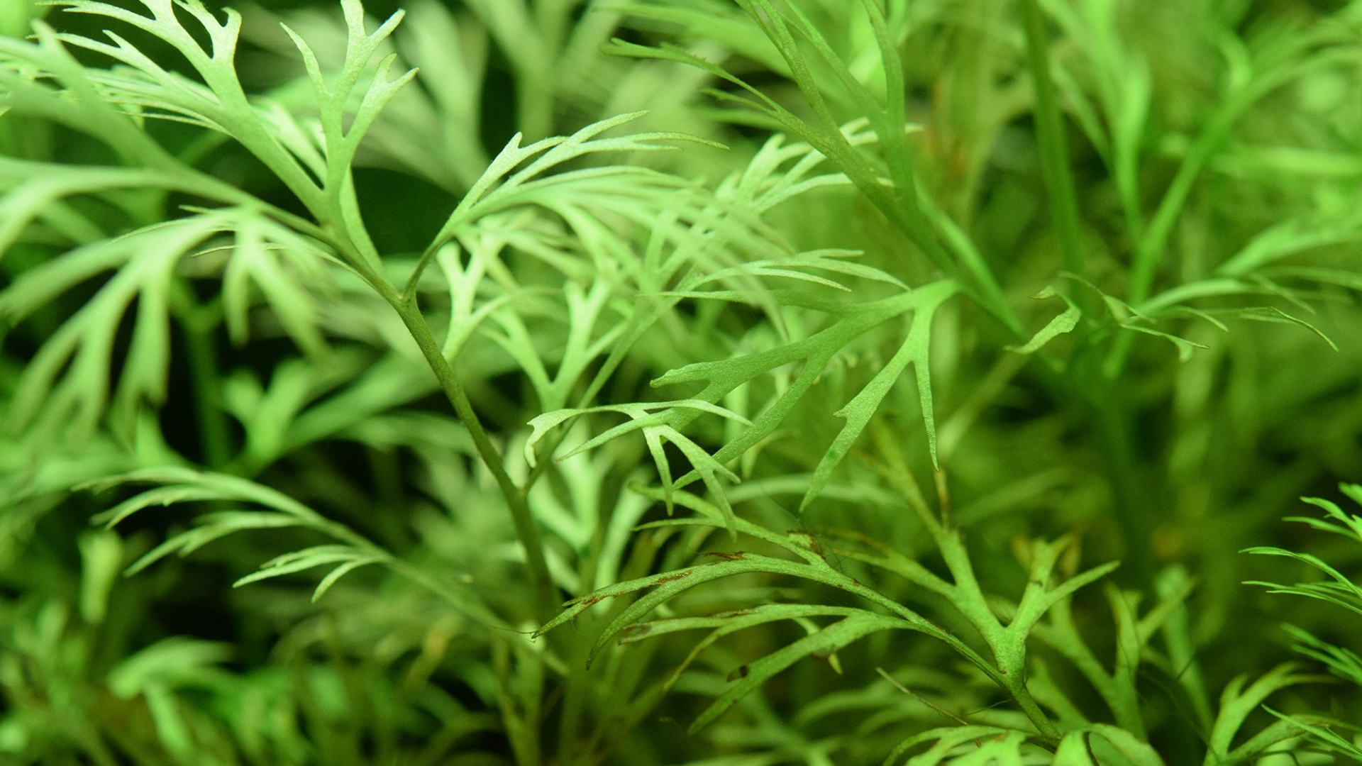 Water Sprite (Ceratopteris Thalictroides)