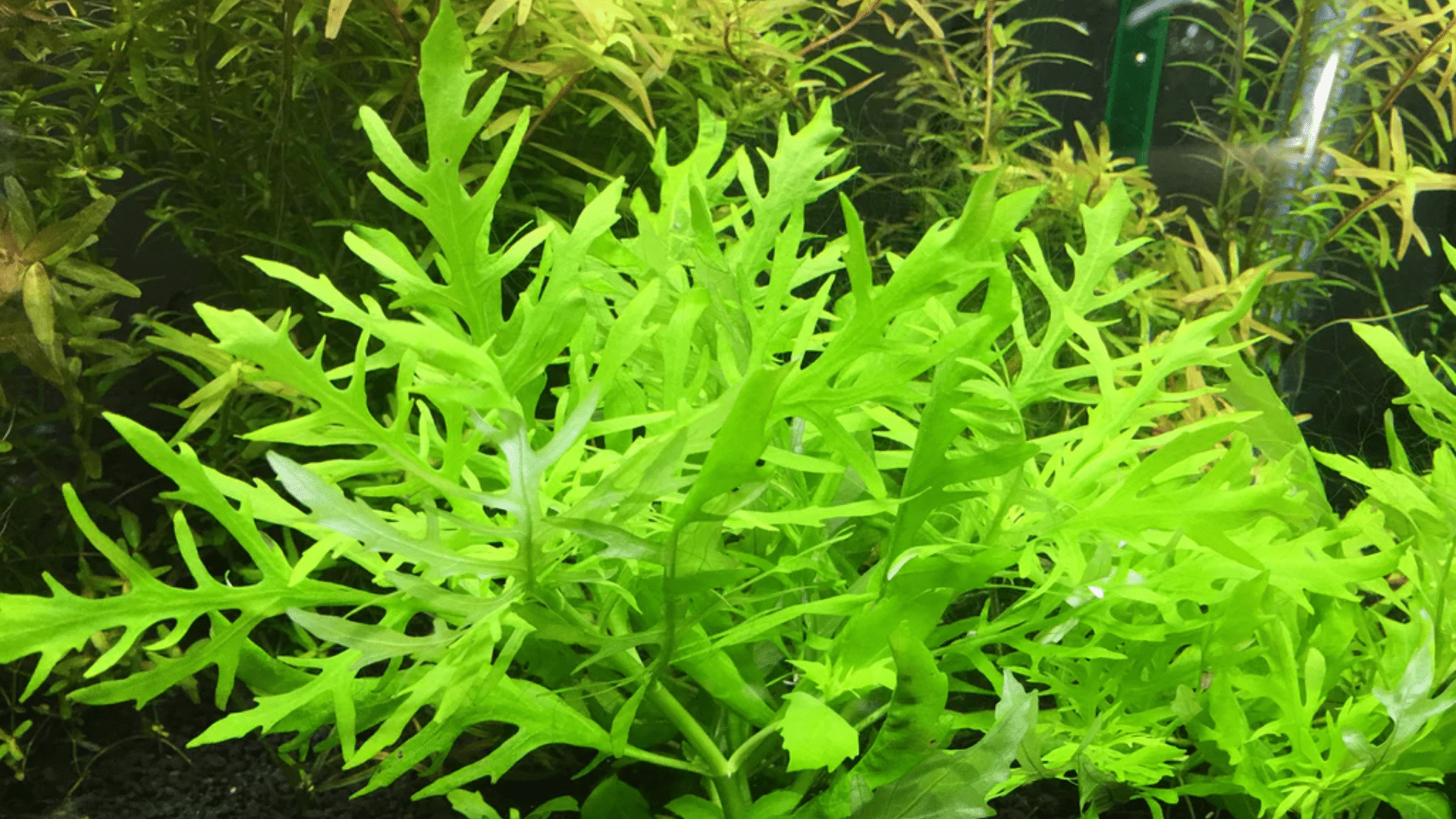 Water Wisteria (Hygrophila Difformis)