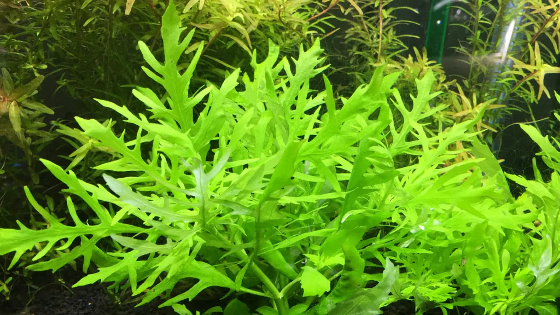 Water Wisteria (Hygrophila Difformis)