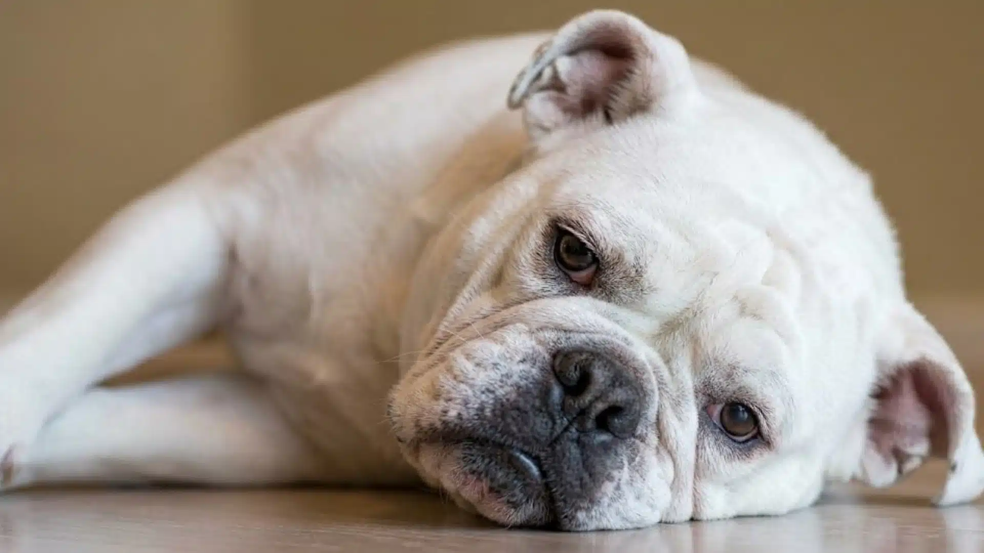 White bulldog lying on floor looking tired and lethargic, showing possible signs of illness or discomfort at home