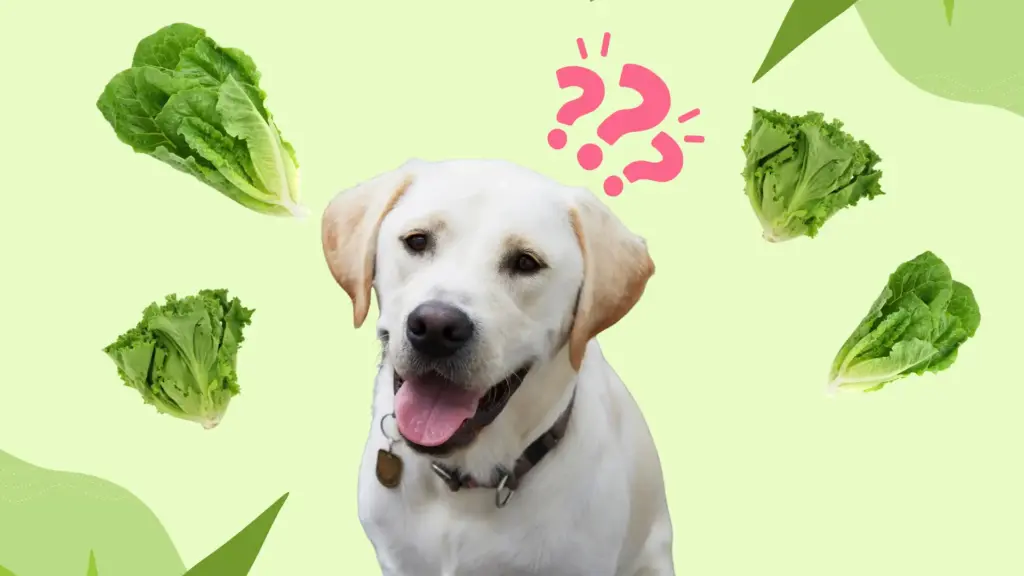 Curious puppy surrounded by lettuce leaves with question marks on green background