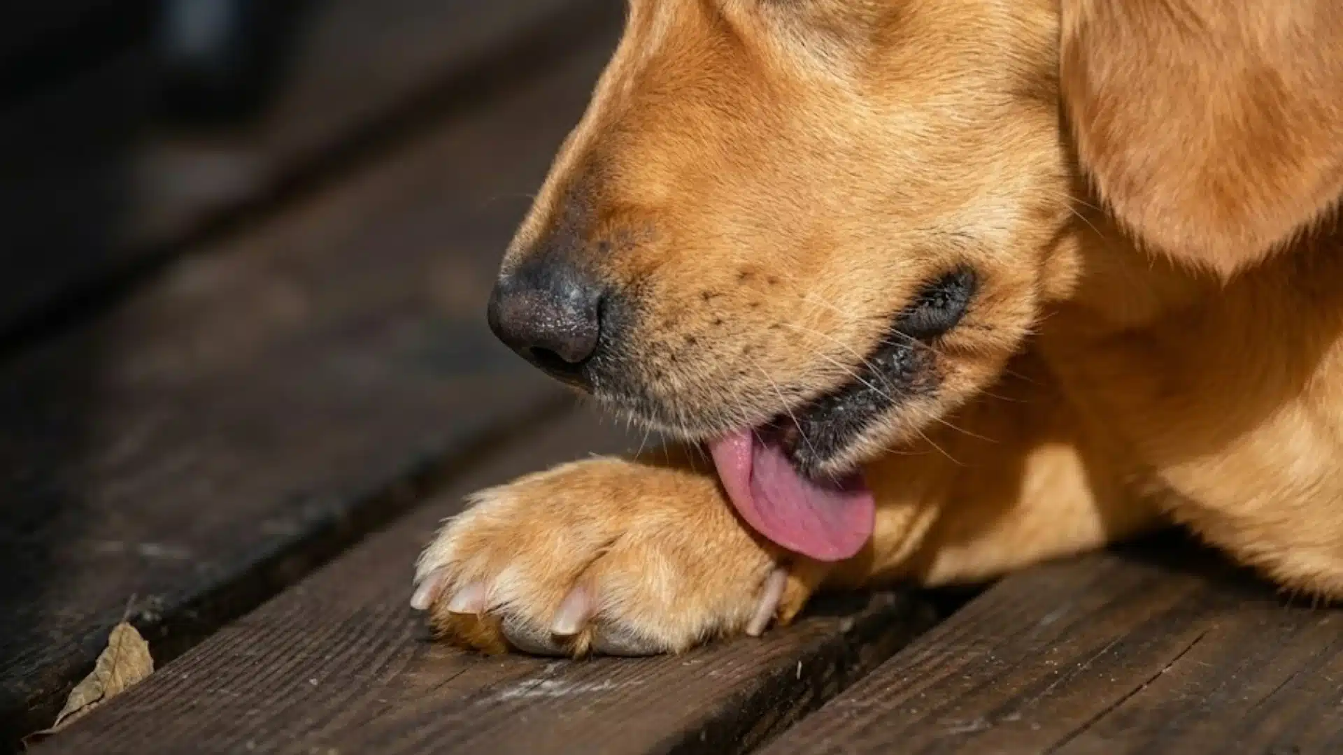 Dog licking its paw on a wooden deck, showing a common sign of paw irritation or grooming behavior